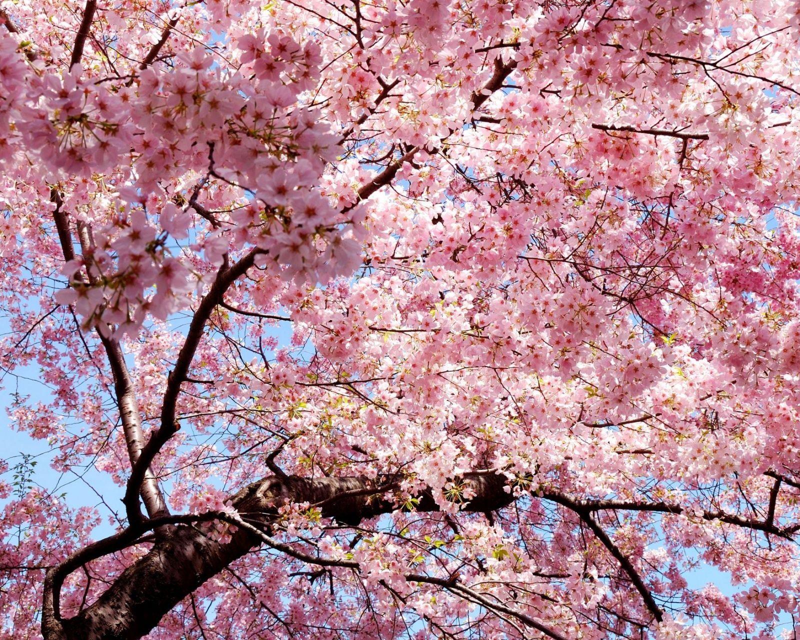 1600x1280 Sakura Branch East Spring Japan Petals Pink Wallpaper - [1600x1280]