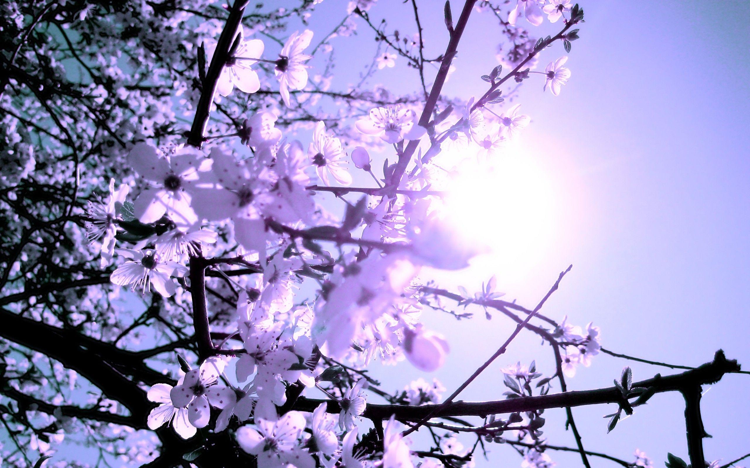 2560x1600 Flowers: Nature Flower Cherry Blossom Sakura Spring Japanese