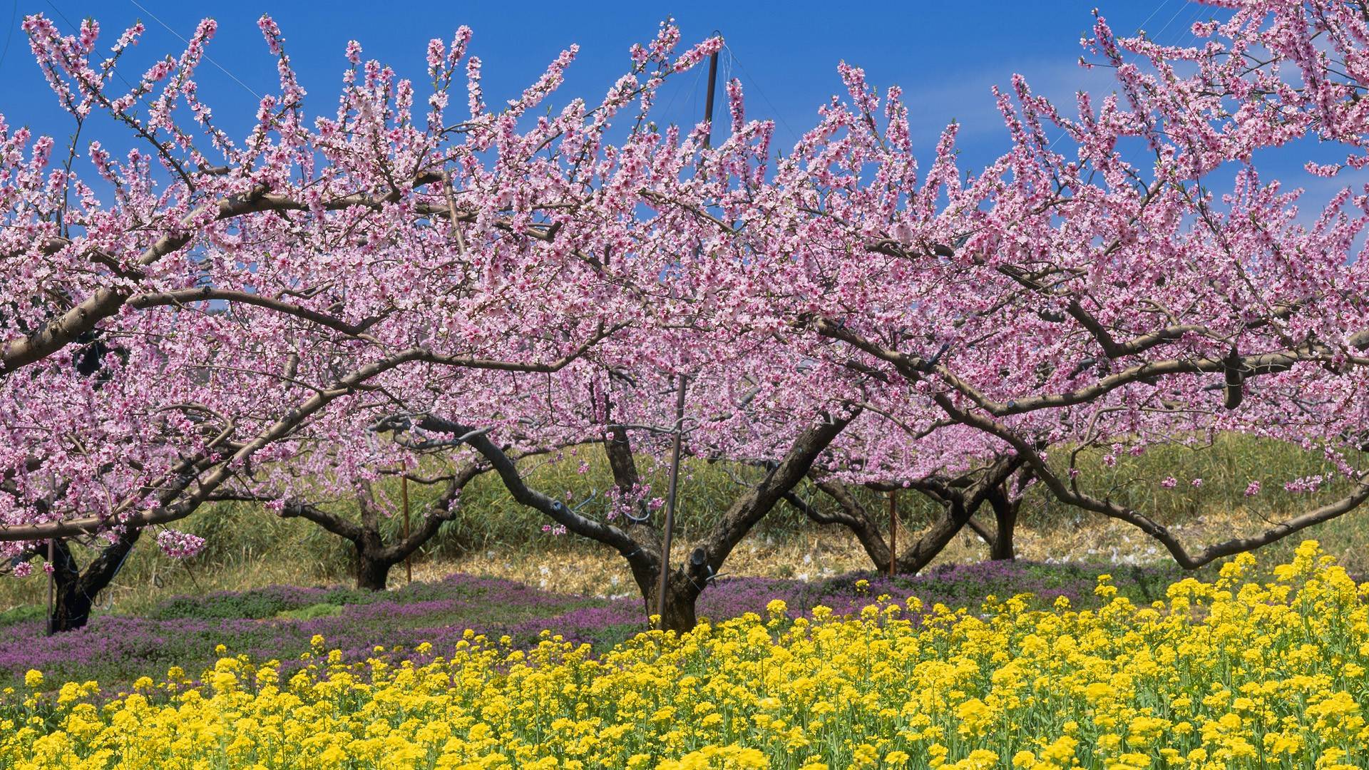 1920x1080 Japanese Nature Wallpaper
