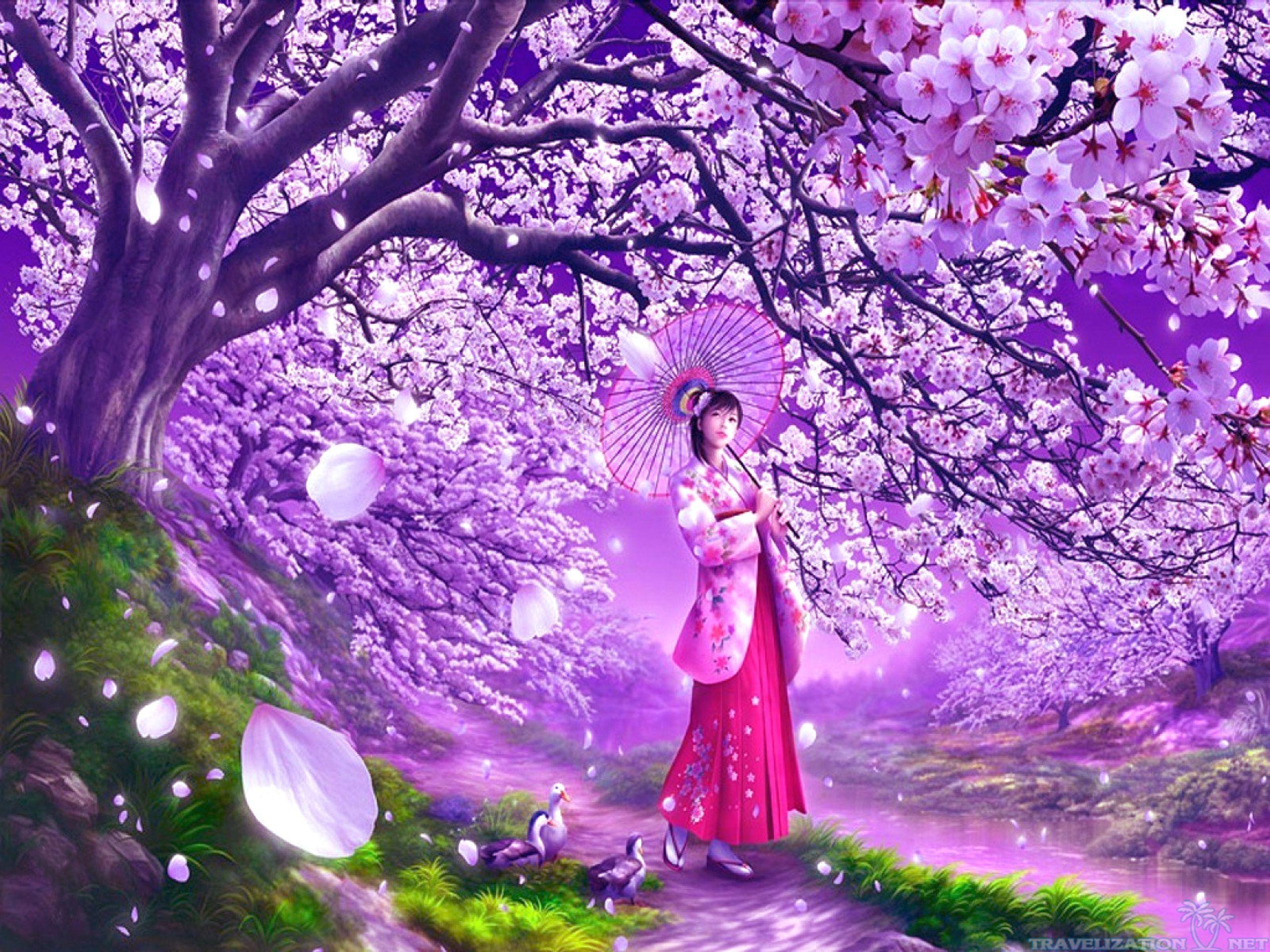 2560x1920 Japanese Cherry Blossom Wallpaper