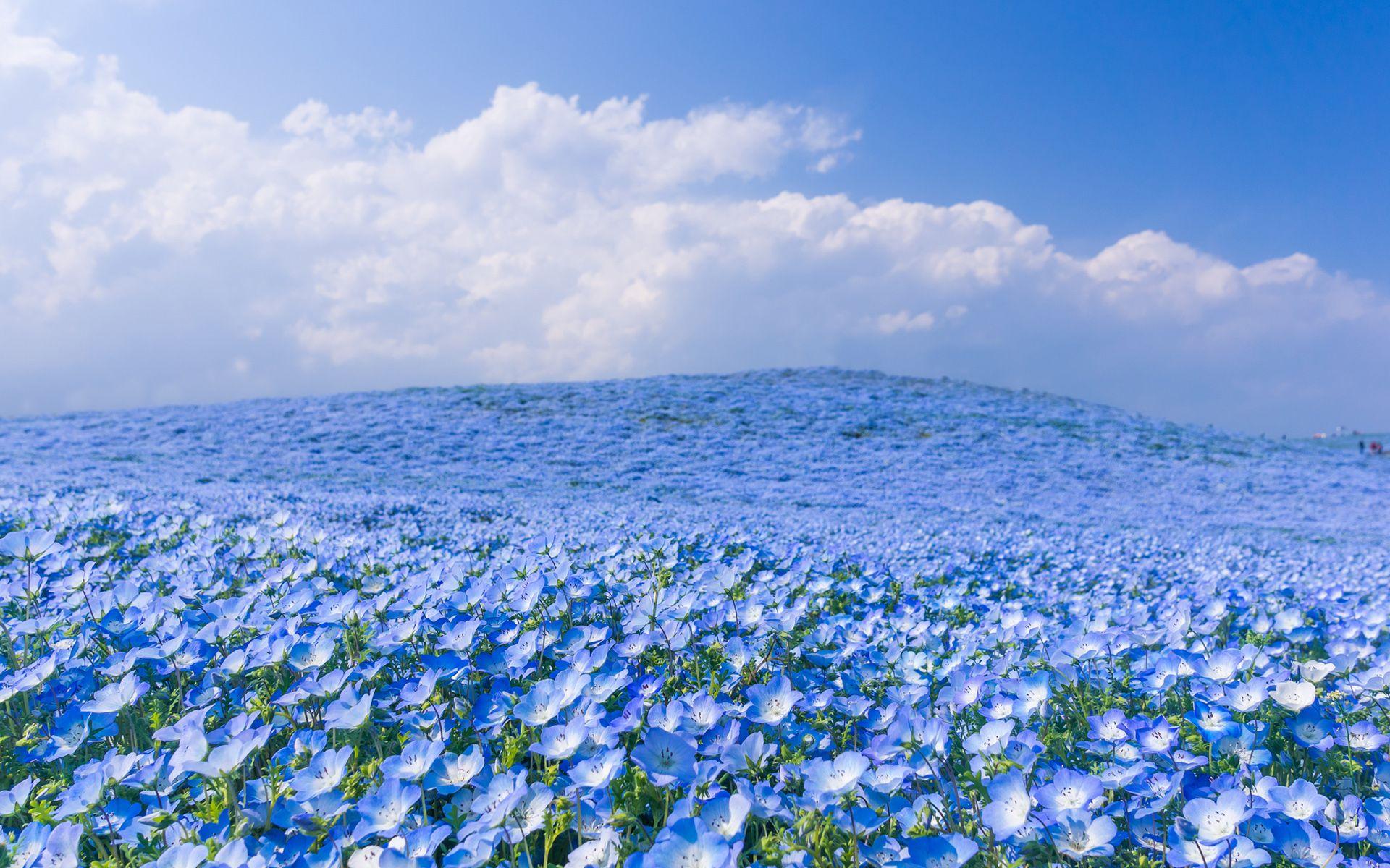 1920x1200 Download 1920x1200 Baby blue eyes in Spring at Hitachi Seaside Park