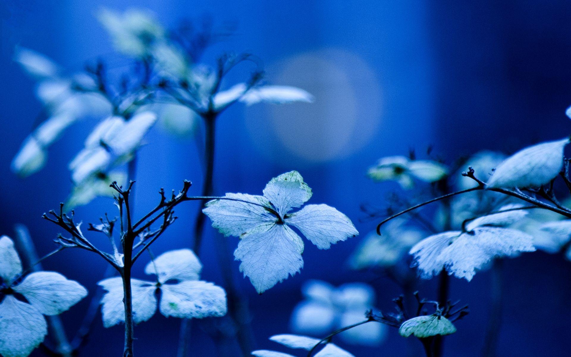 Garden Blue Wallpapers - Top Free Garden Blue Backgrounds - WallpaperAccess