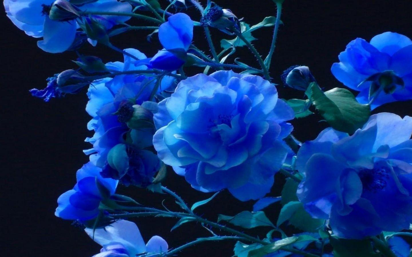 1440x900 Free download Related Picture rose buds garden blue black background wallpaper [2560x1024] for your Desktop, Mobile & Tablet. Explore Bud Light Wallpaper for iPhone. Northern Lights iPhone Wallpaper, Dying