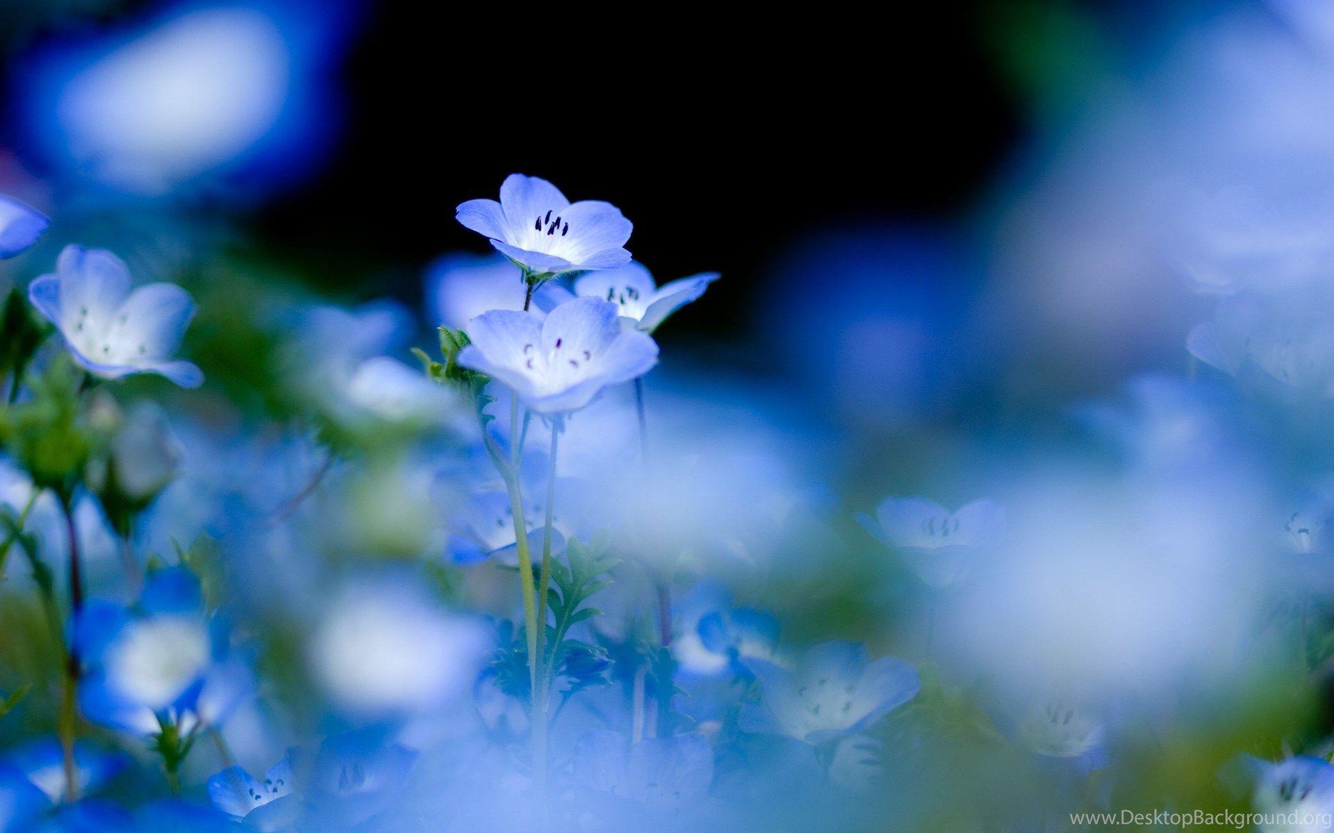 1920x1200 Blue Pansy Flowers In A Garden In Spring Wallpaper And Image. Desktop Background