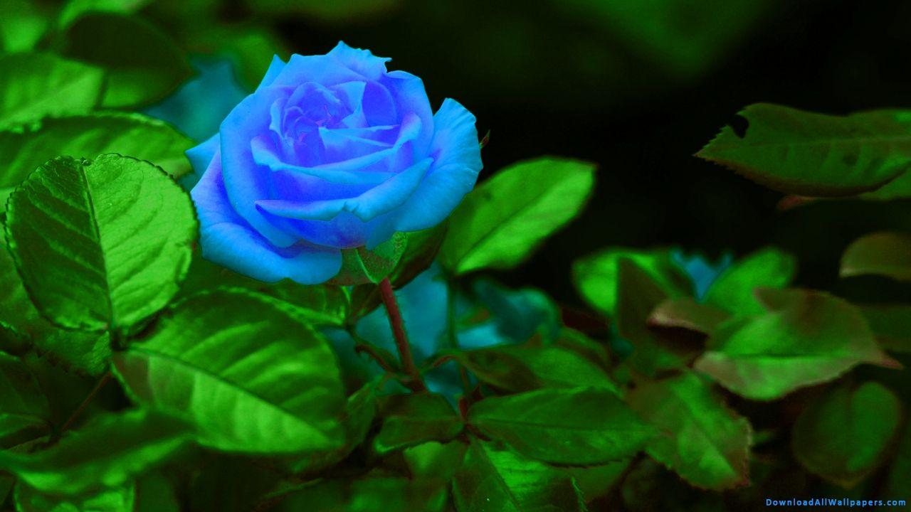 1280x720 Blue Rose Flower Garden, Blue Rose Plant With Leaves, Blue Rose Flower, Blue Rose, Blue Rose In Flower Garden, Blue Rose, Rose, Blue Color, Flower Garden, Flower Plant, Flower With Leaves, Flower
