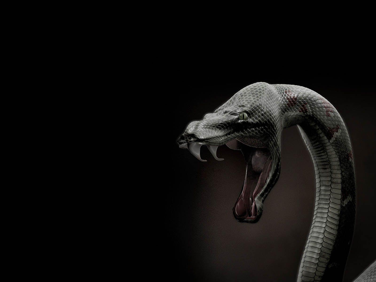 1600x1200 Snake Attack 3D Animal Wallpaper Download. Wallpaper, Cobras