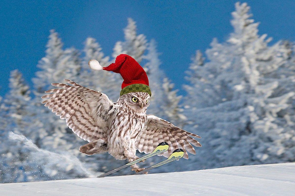 1200x800 Snow Bird Winter Ski Tree Exotic Wallpaper Desktop Birds HD 16:9