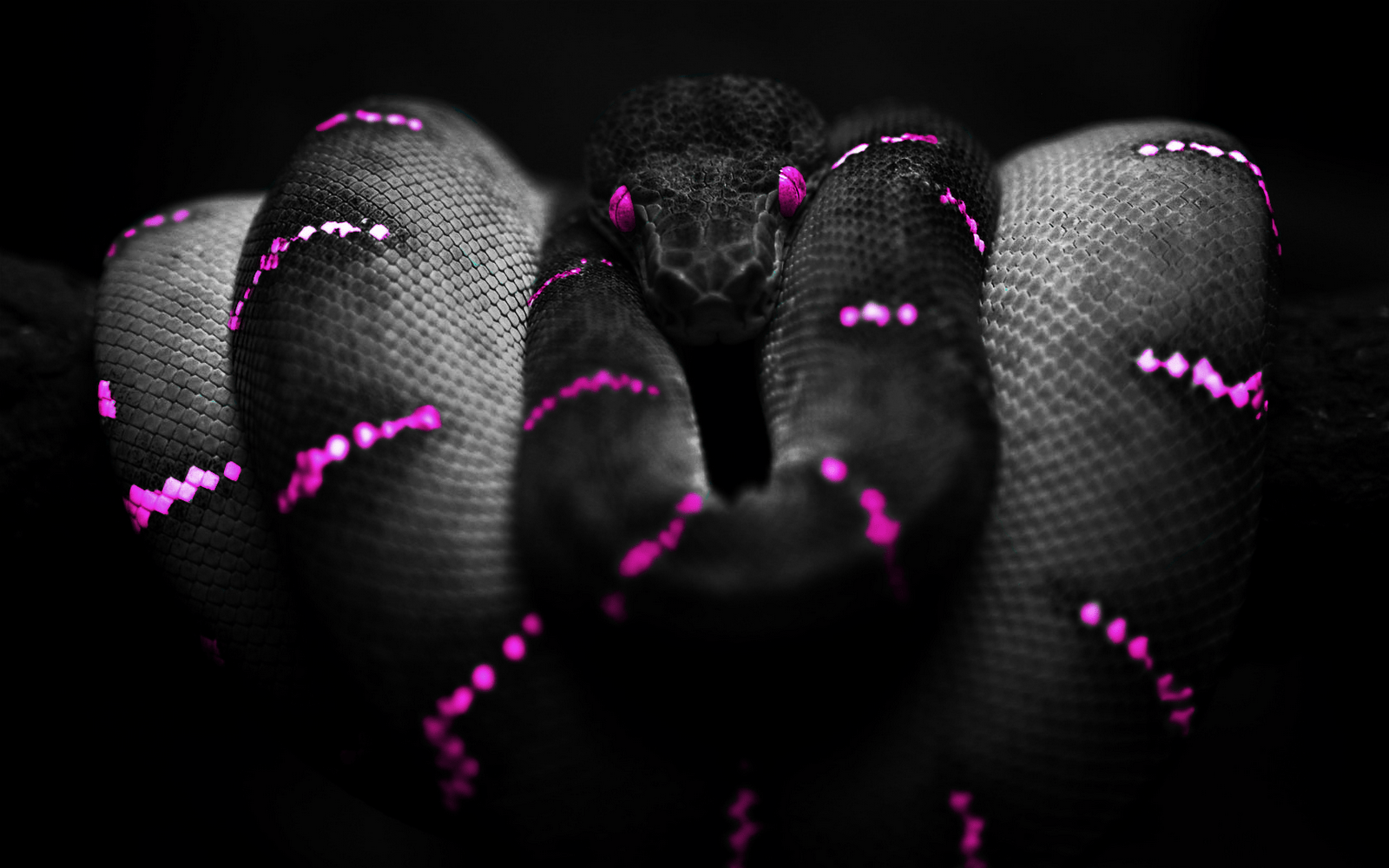 1600x1000 Live Snake Wallpaper