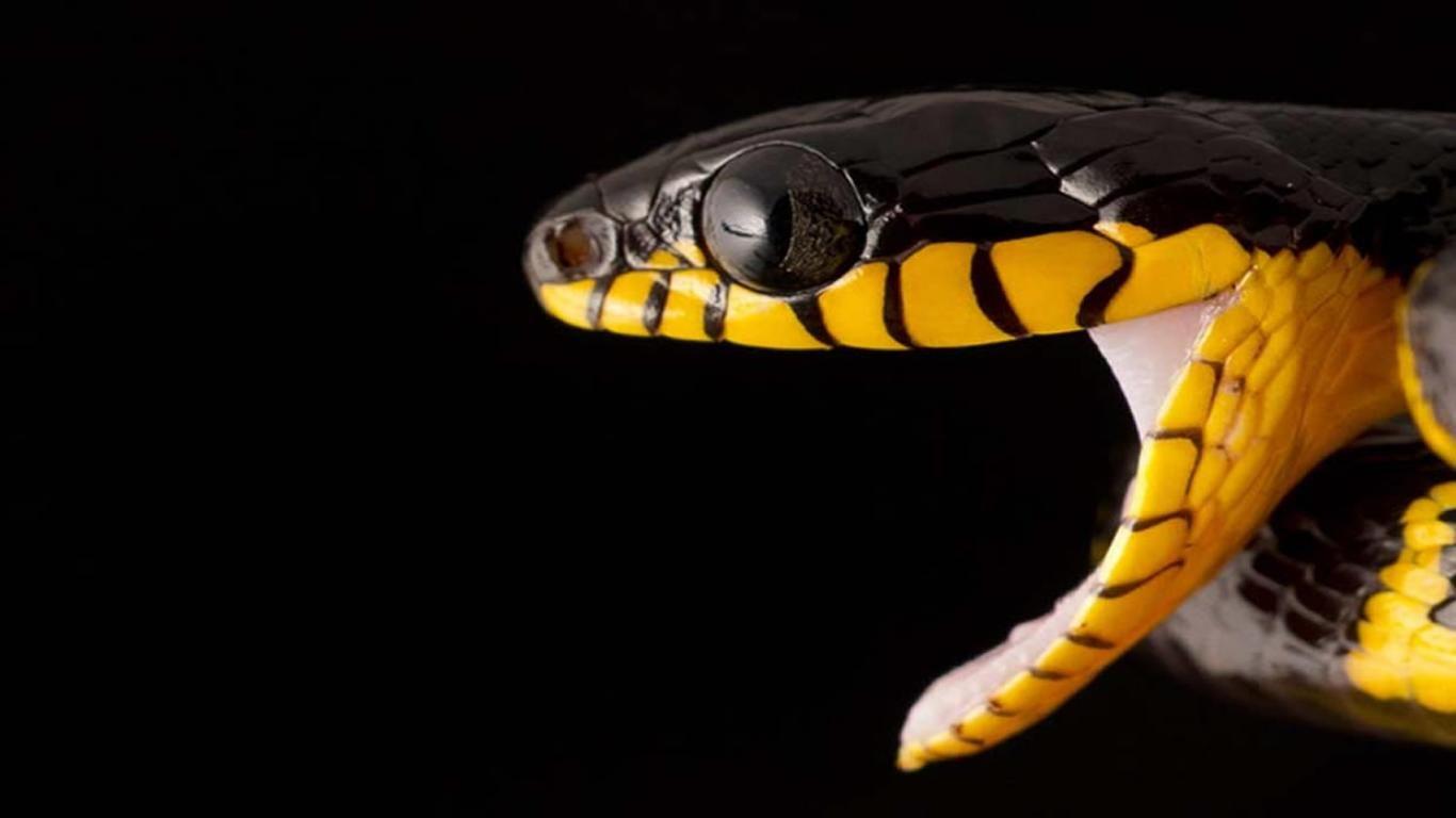 1366x768 Serpent Desktop Background. Beautiful Widescreen Desktop Wallpaper, Desktop Wallpaper and Naruto Desktop Background
