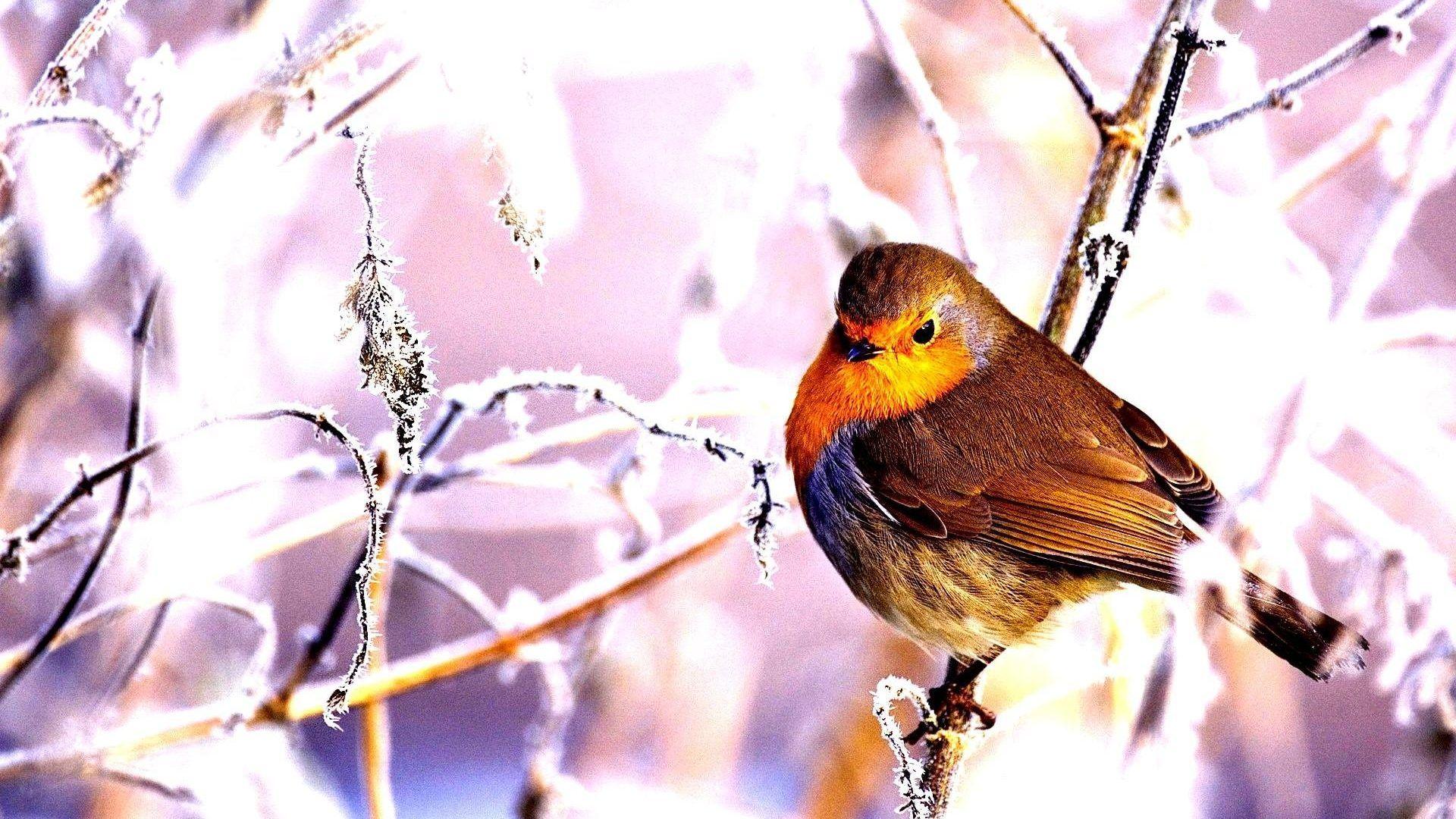 1920x1080 Birds: Landscape Nature Winter Snow Image Exotic Birds for HD 16:9