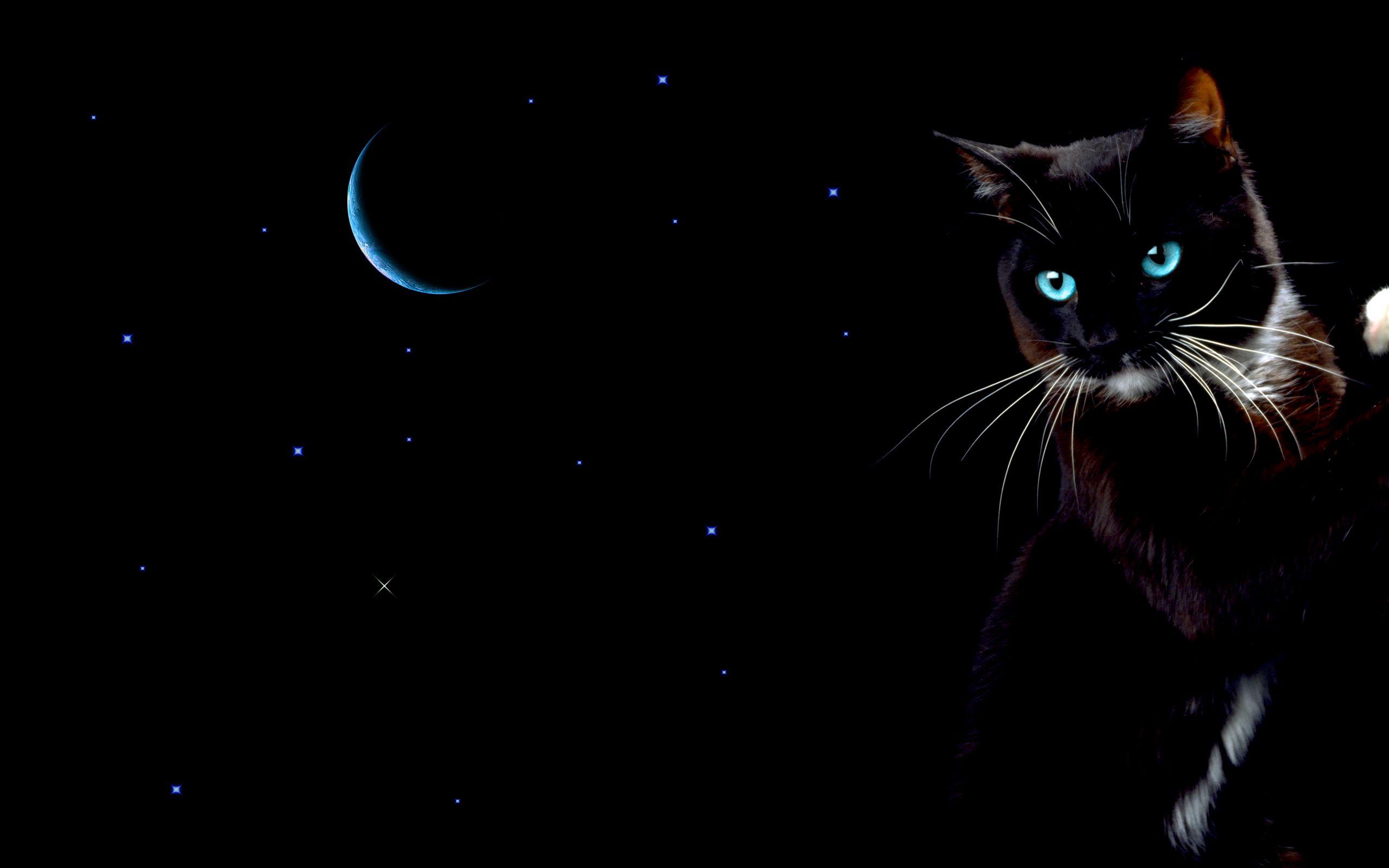 Cat and Moon Wallpapers - Top Free Cat and Moon Backgrounds