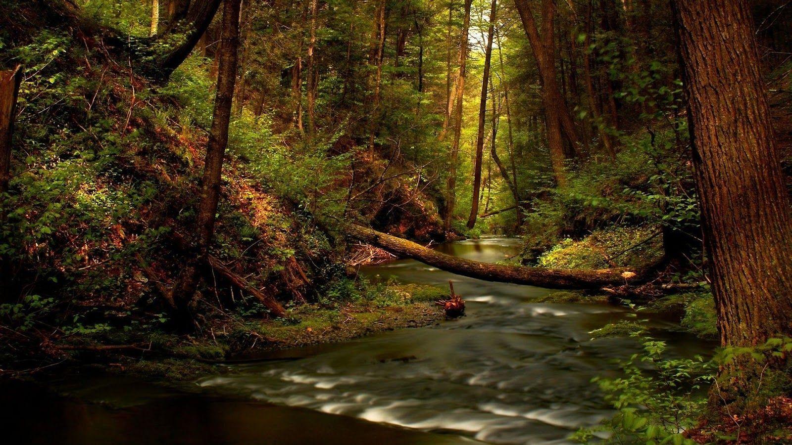 1600x900 River's Edge: Unique Wallpaper: 50 Most Exotic River HD Wallpaper Part 5