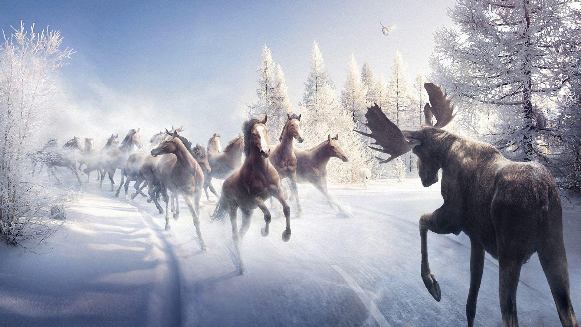 1920x1080 Horses Tag wallpaper: Horses Image Picture Animals. Animals