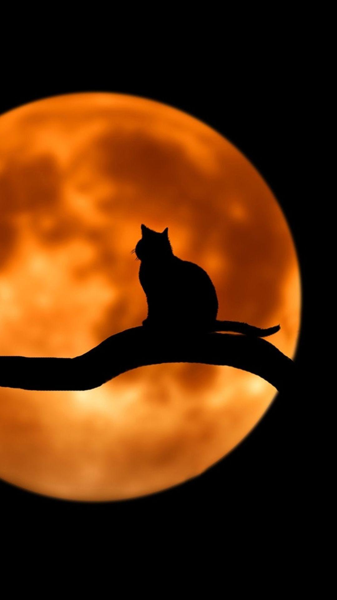 Cat and Moon Wallpapers - Top Free Cat and Moon Backgrounds - WallpaperAccess