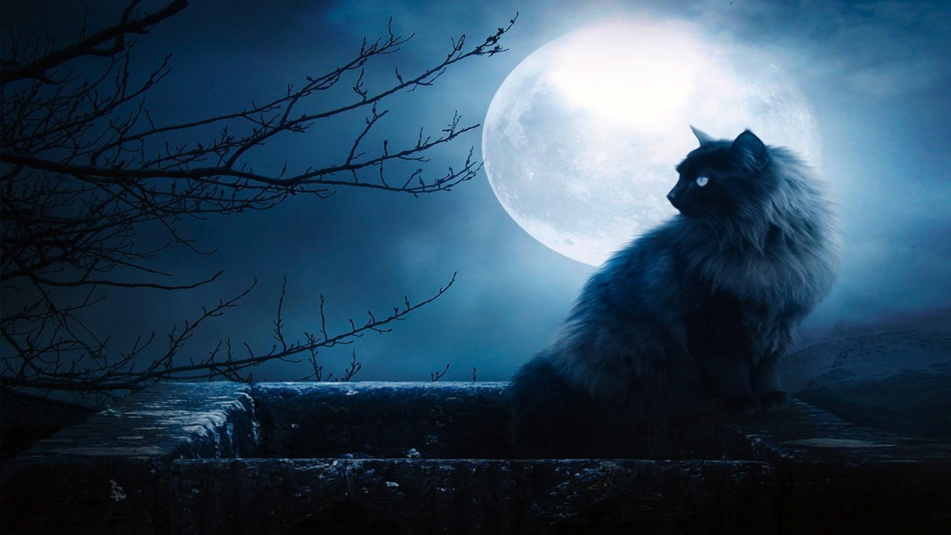 Moon Cat Wallpapers - Top Free Moon Cat Backgrounds - WallpaperAccess