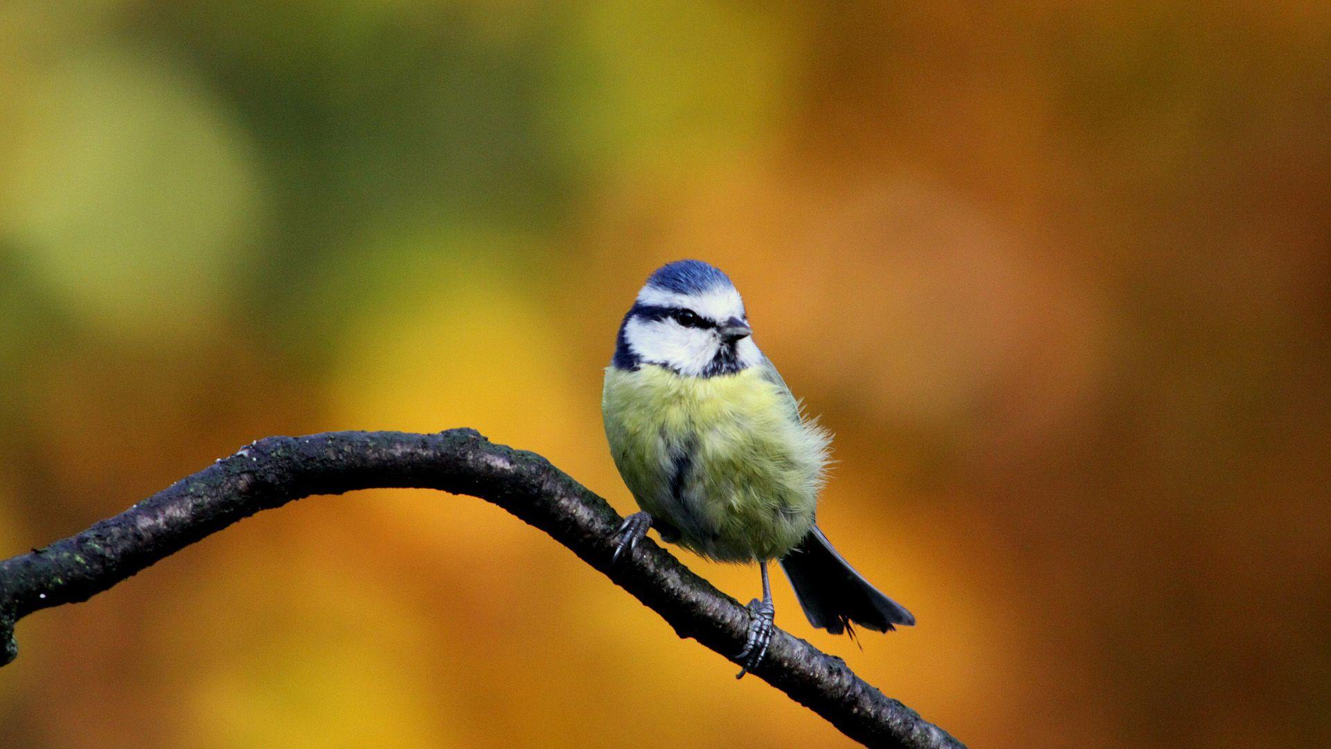 1920x1080 Beautiful HD Wallpaper of Exotic Birds