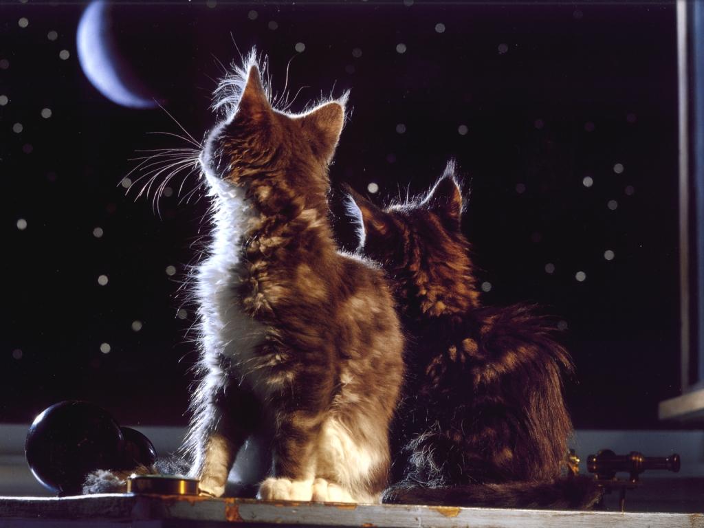 1024x768 Watching the moon wallpaper. Watching the moon