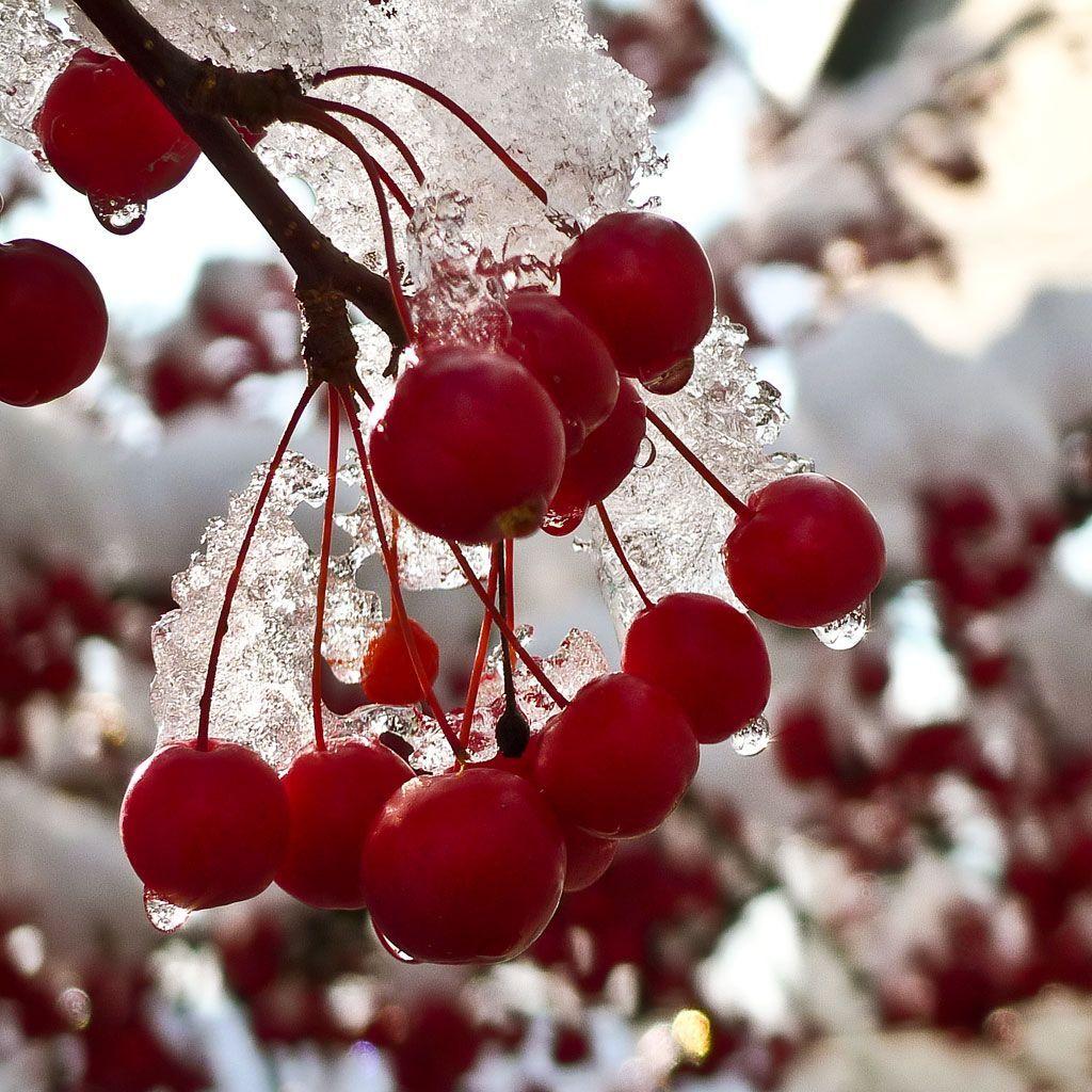 1024x1024 ice red winter resolution #WinterWonderFun. Winter Wonder Fun