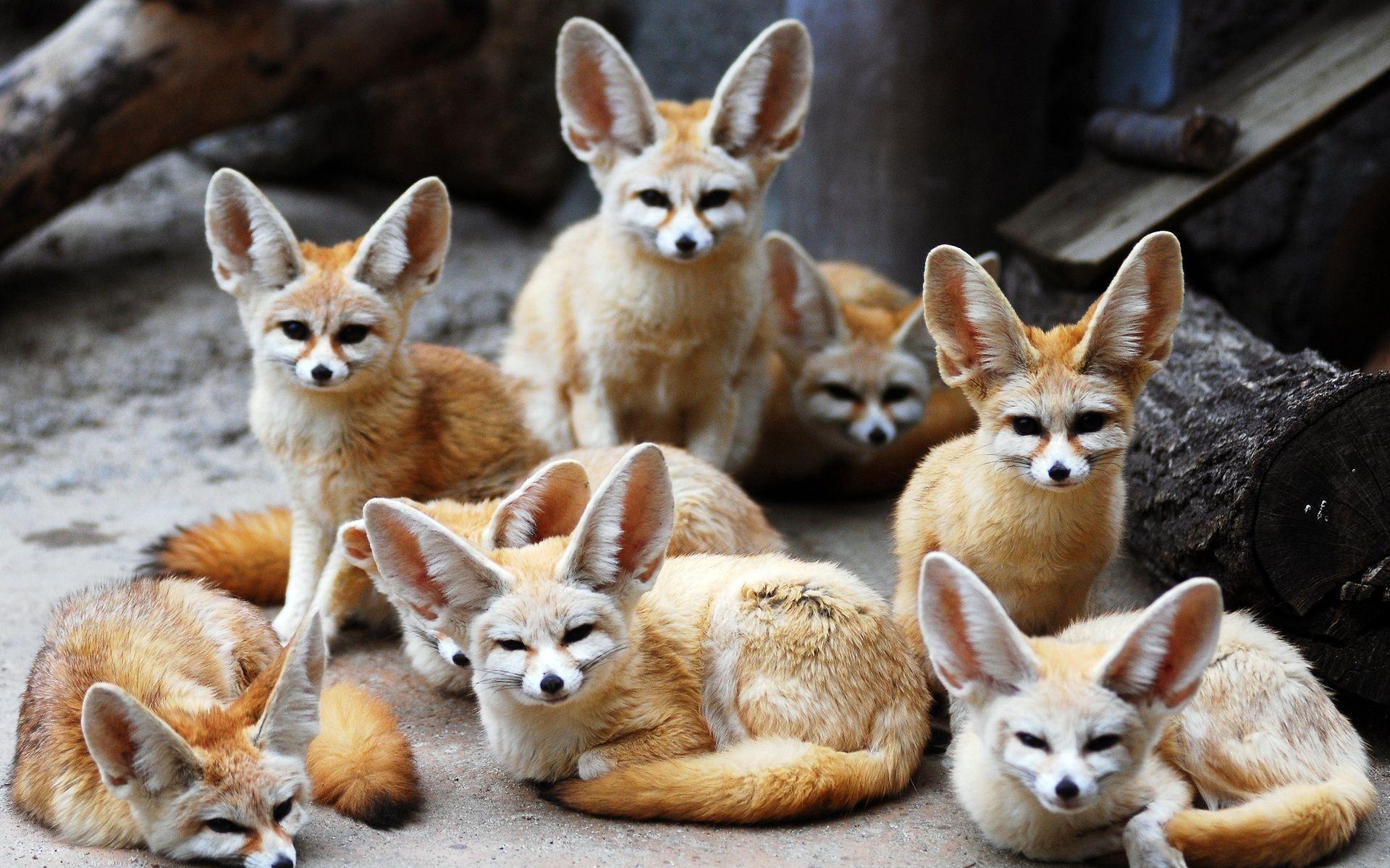 1920x1200 Cute fox animal in winter season. HD Wallpaper Rocks. poppy