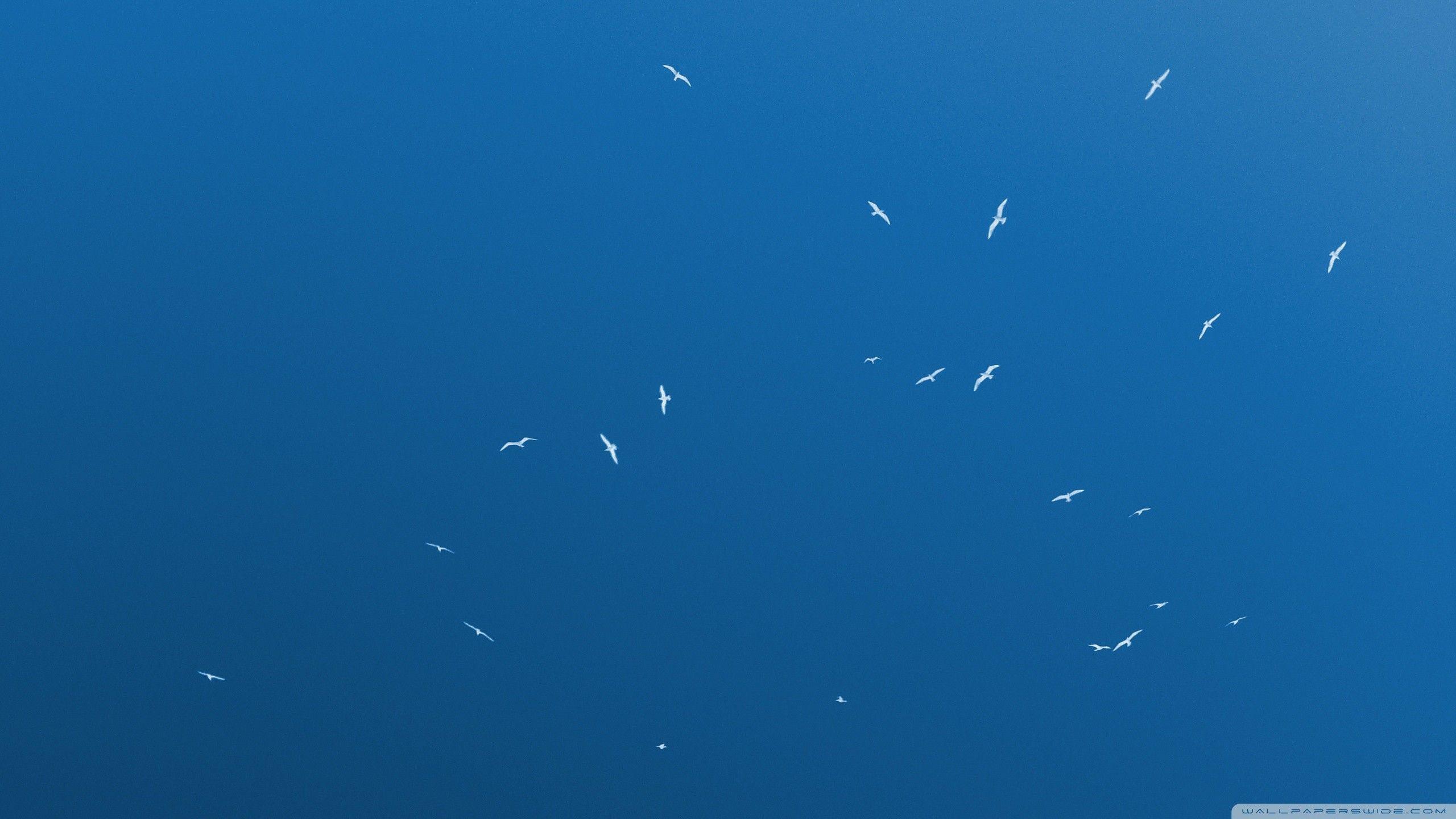 2560x1440 Bird: Sky Birds Flying Blue Exotic HD Wallpaper HD 16:9 High