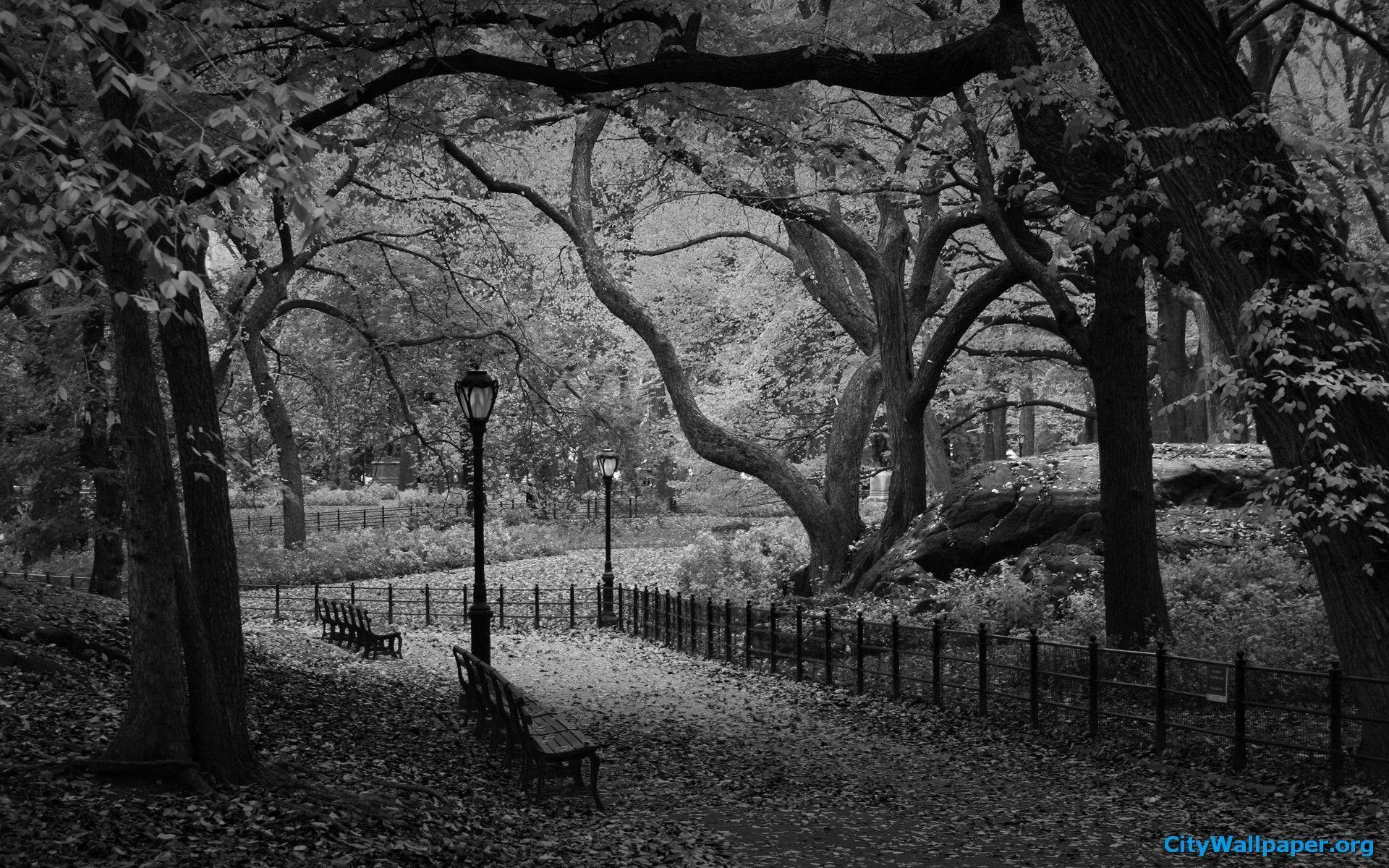 1920x1200 Black and white photo of Central Park. Central Park Black And White Wallpaper 1920x1200. White wallpaper, Black and white wallpaper, Central park