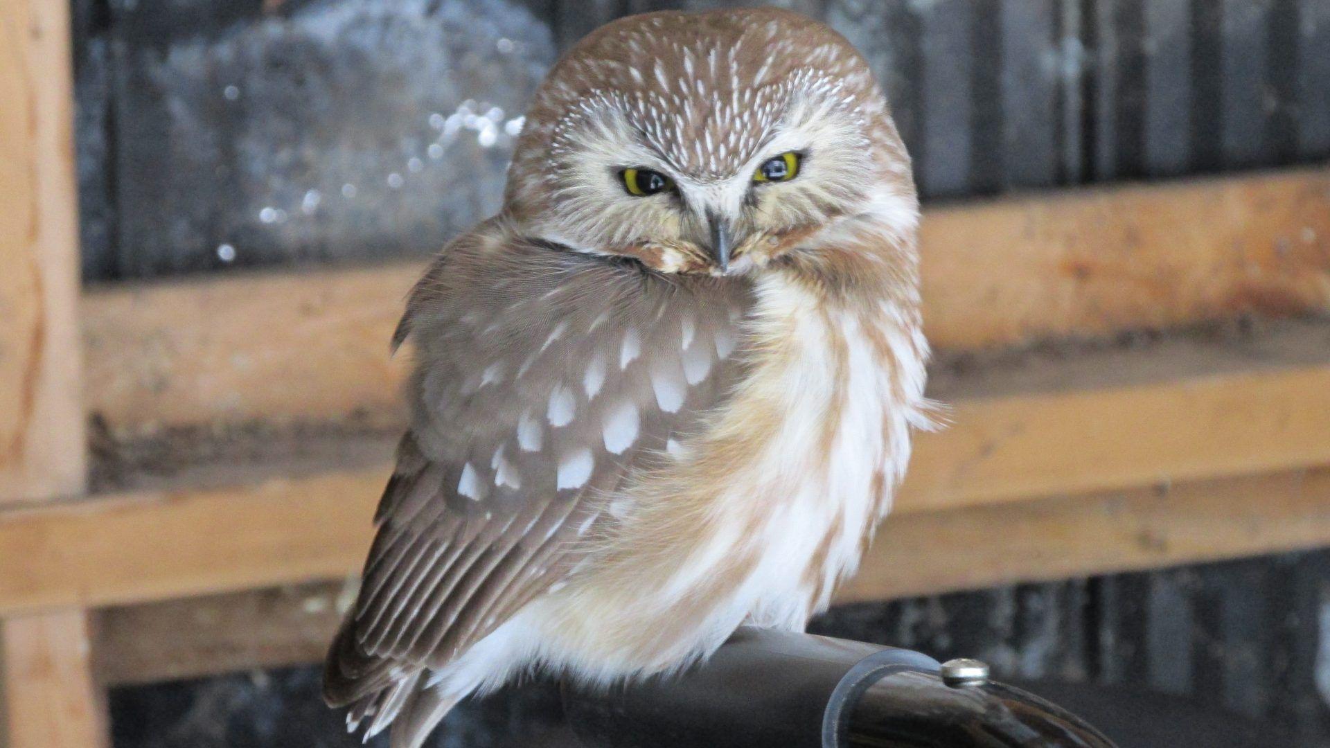 1920x1080 Bird Owl Birds Owls Friendly Winter Predators HD Exotic Wallpaper