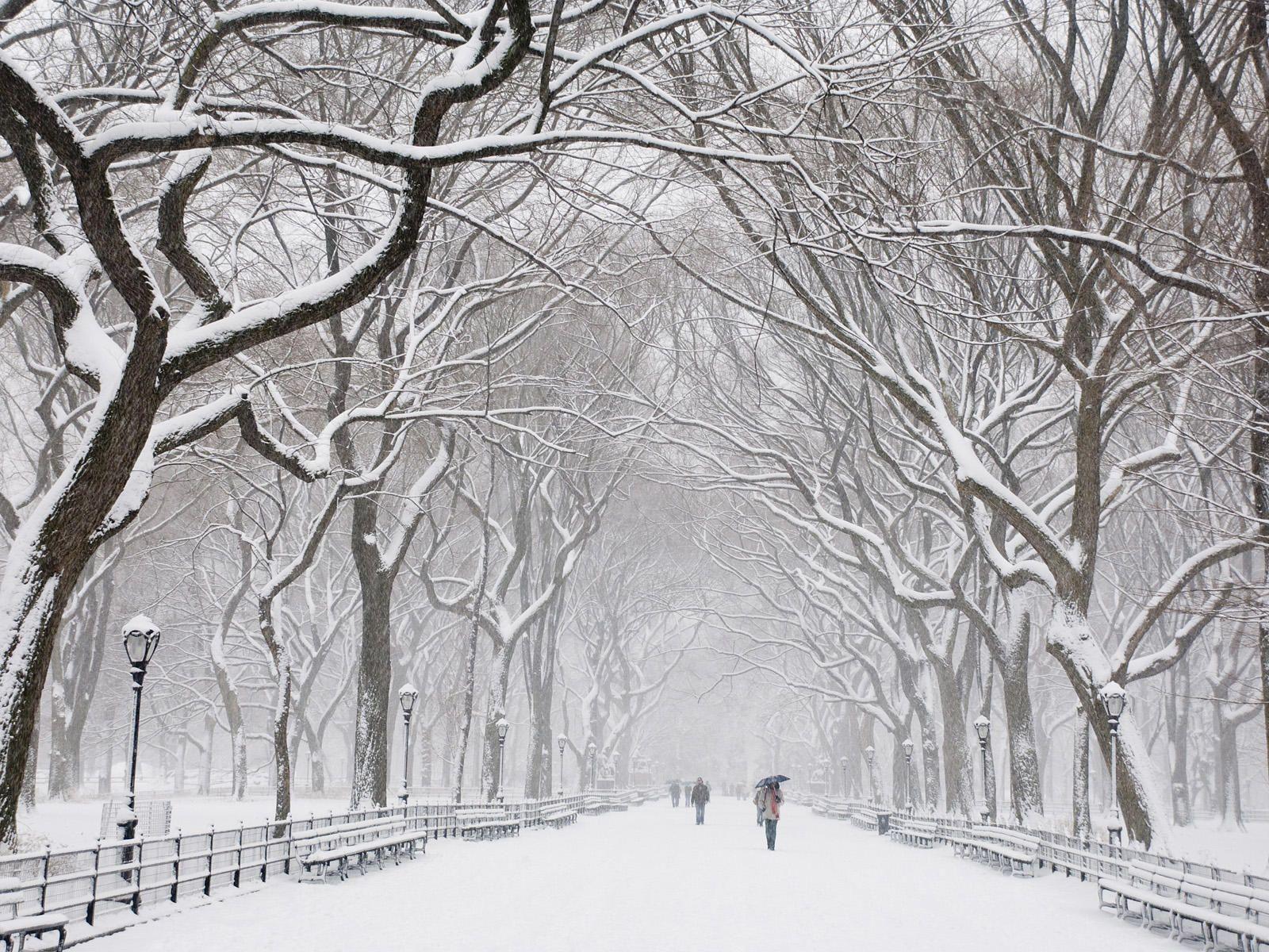 1600x1200 Central Park. Winter wallpaper, Snow covered trees, Wallpaper