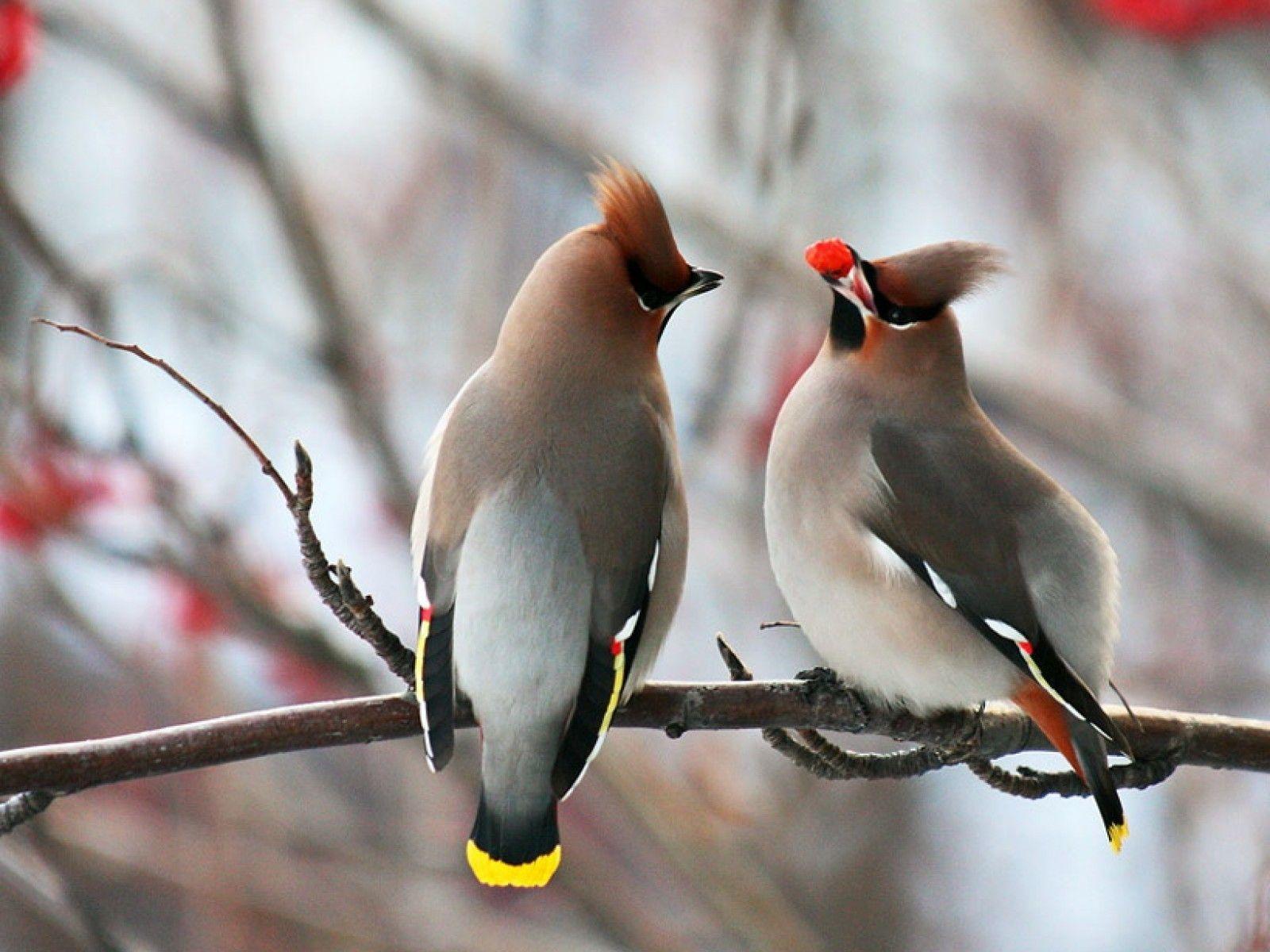 1600x1200 New Splendor Xmas Birds Pretty Frosty Christmas Holly Lovely
