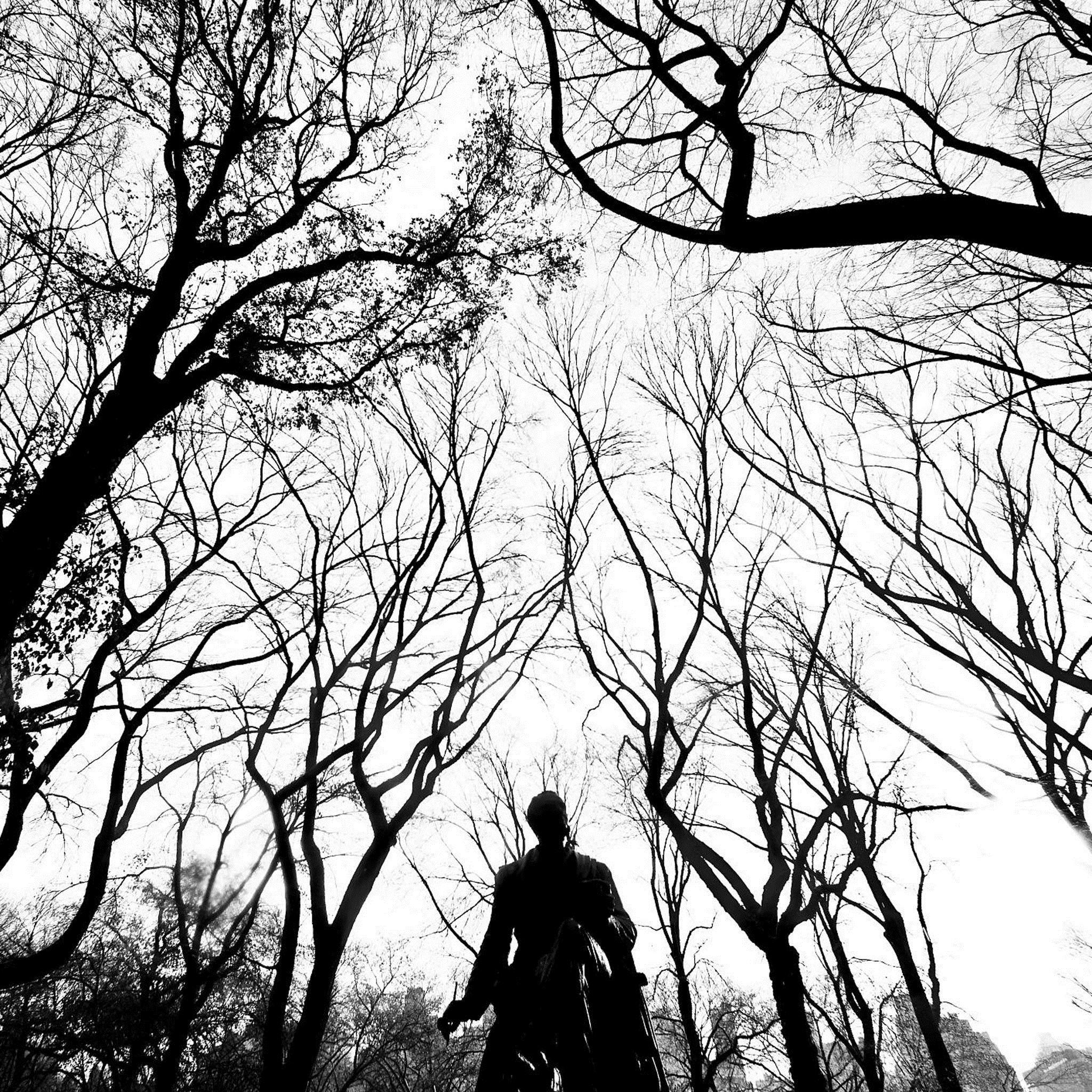 1024x1024 Grayscale Central Park Hawk Branches iPad Air Wallpaper Free Download