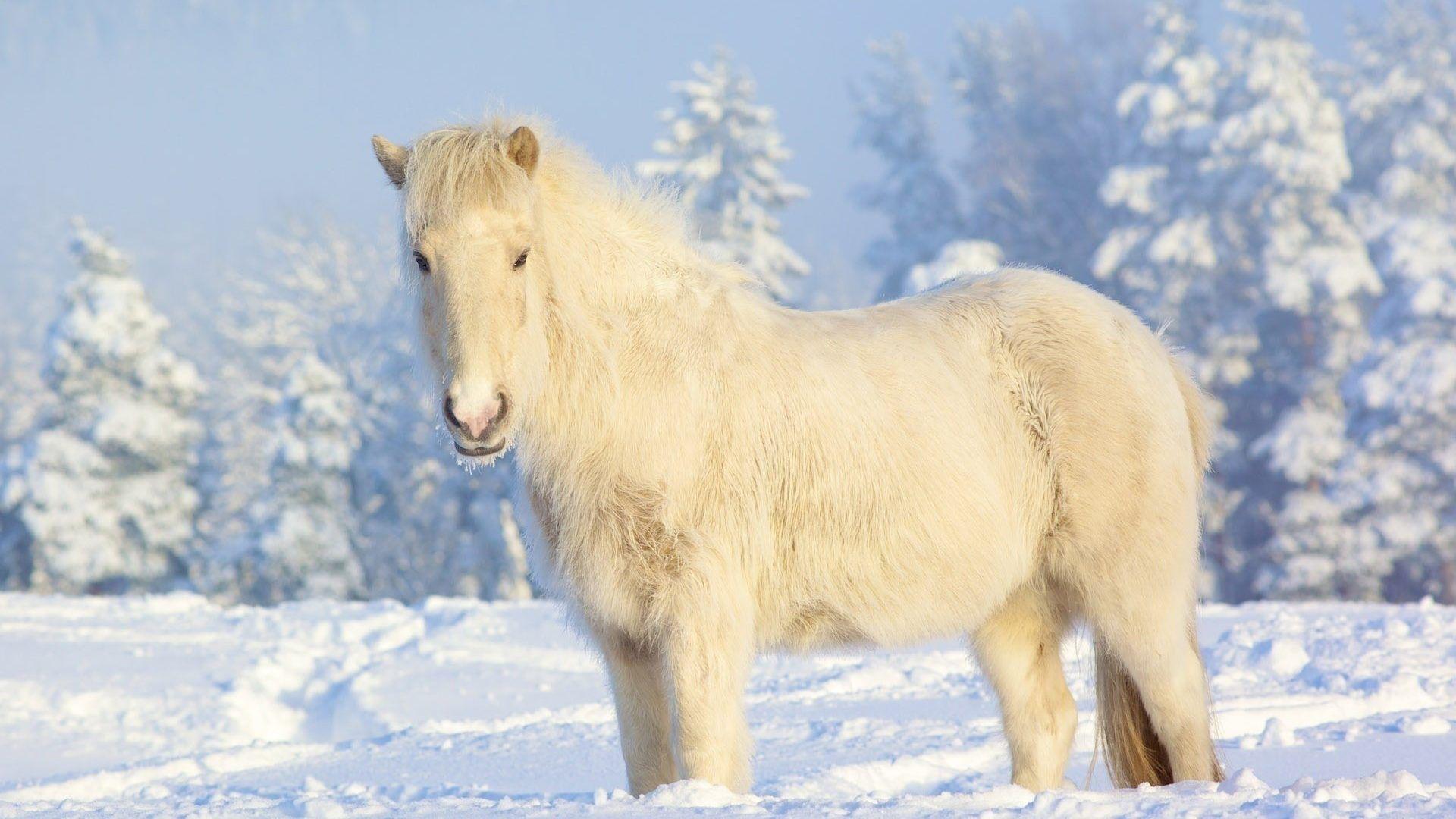 1920x1080 Winter Tag White Winter Snow Iceland Landscapes Horses