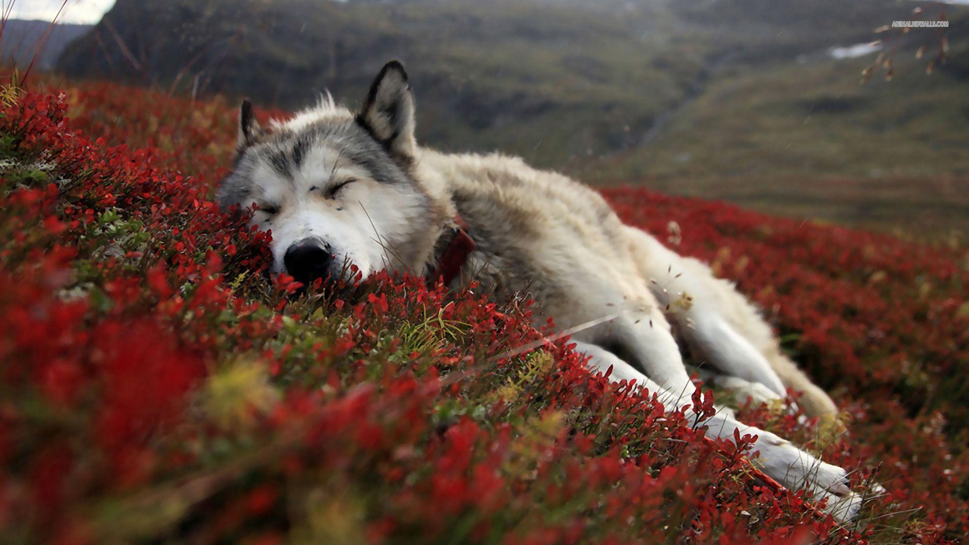 1920x1080 Baby red wolf pics download