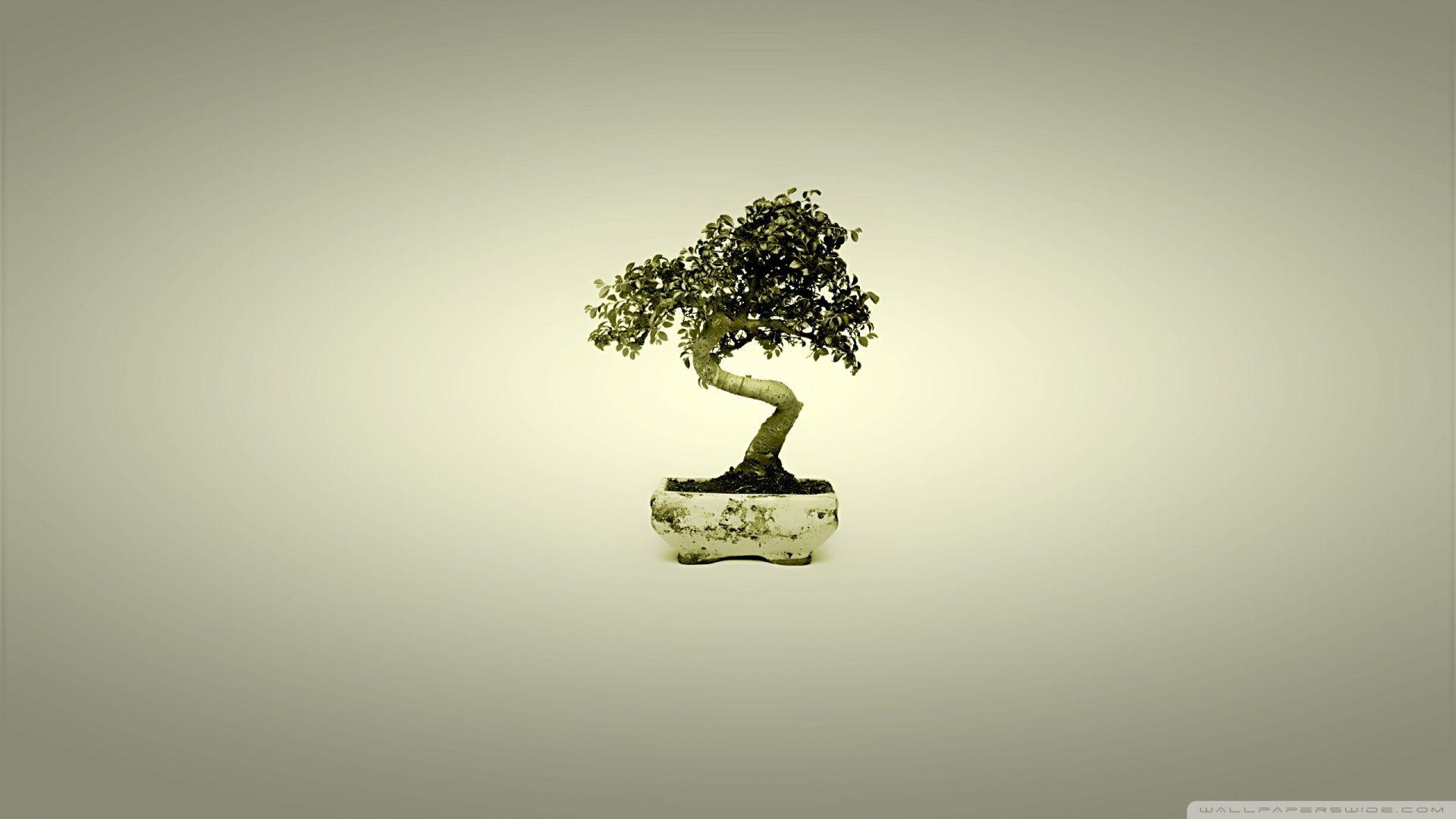 Japanese Bonsai Wallpapers - Top Free Japanese Bonsai Backgrounds