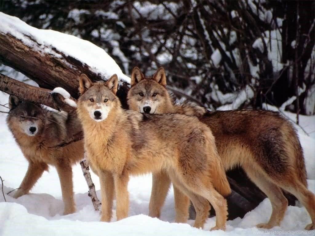 Red Wolf HD Wallpapers Top Free Red Wolf HD Backgrounds WallpaperAccess