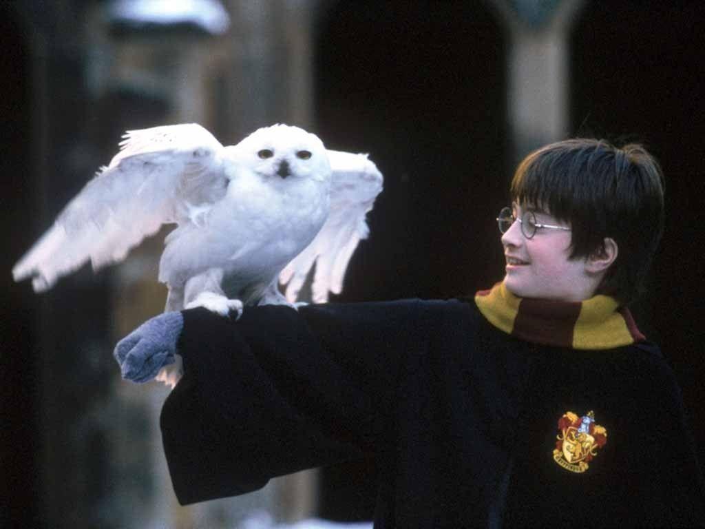 Harry Potter Hedwig Wallpapers Top Free Harry Potter Hedwig