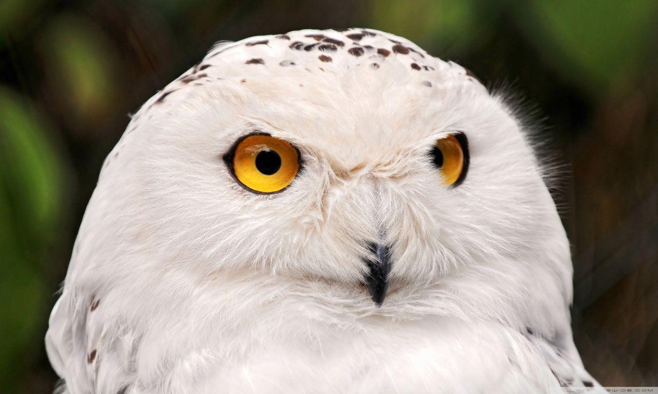 1280x768 White Owl Wallpaper