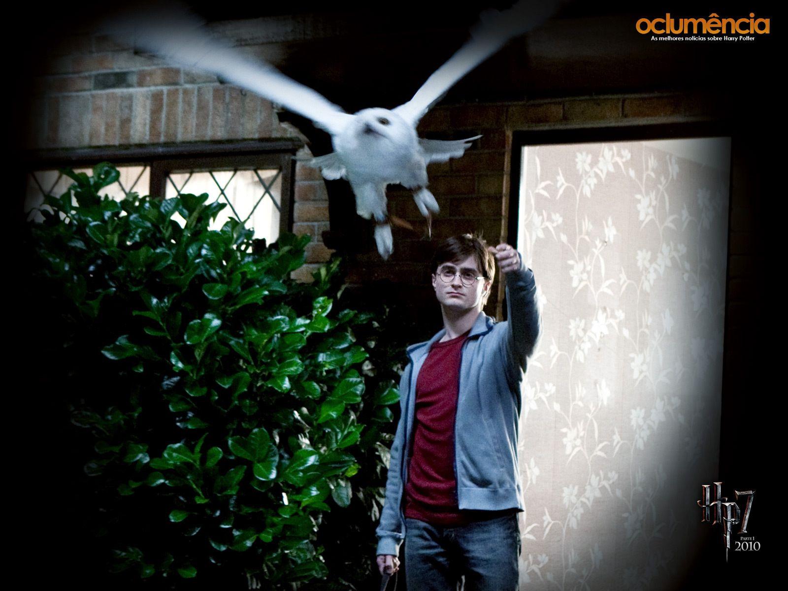 1600x1200 Hedwig Wallpaper. Hedwig Harry Potter Wallpaper, Hedwig and the Angry Inch Wallpaper and Hedwig Wallpaper