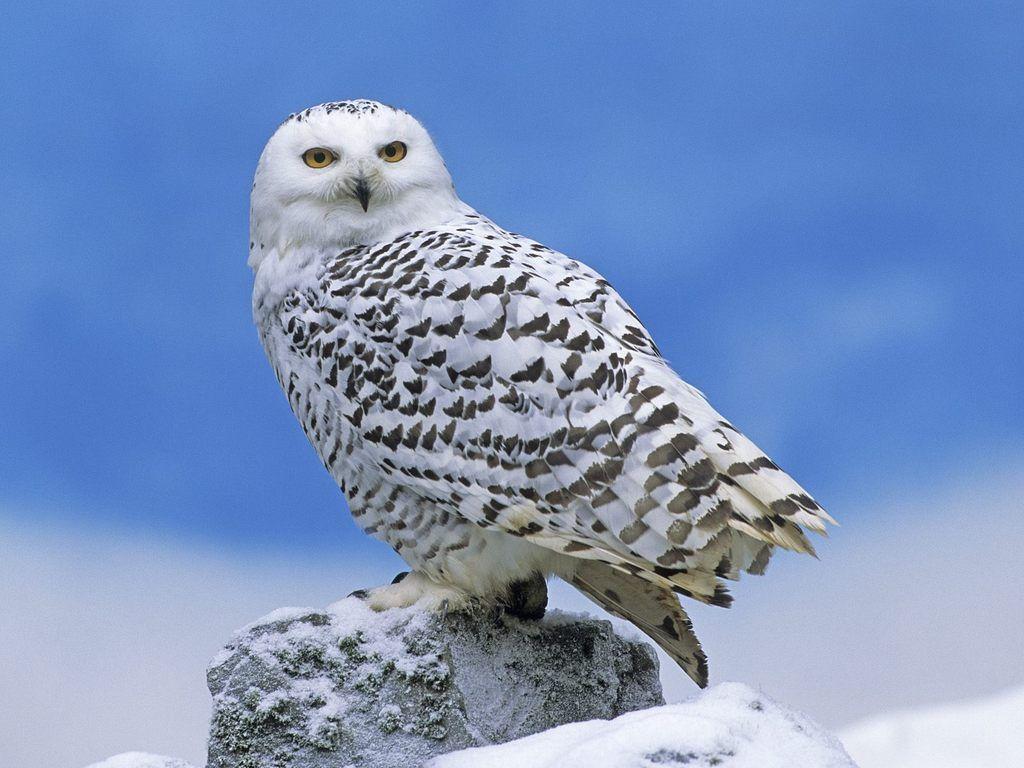 1024x768 Alaskan Snow Owl= Hedwig. Snowy owl, Owl wallpaper, Snow owl