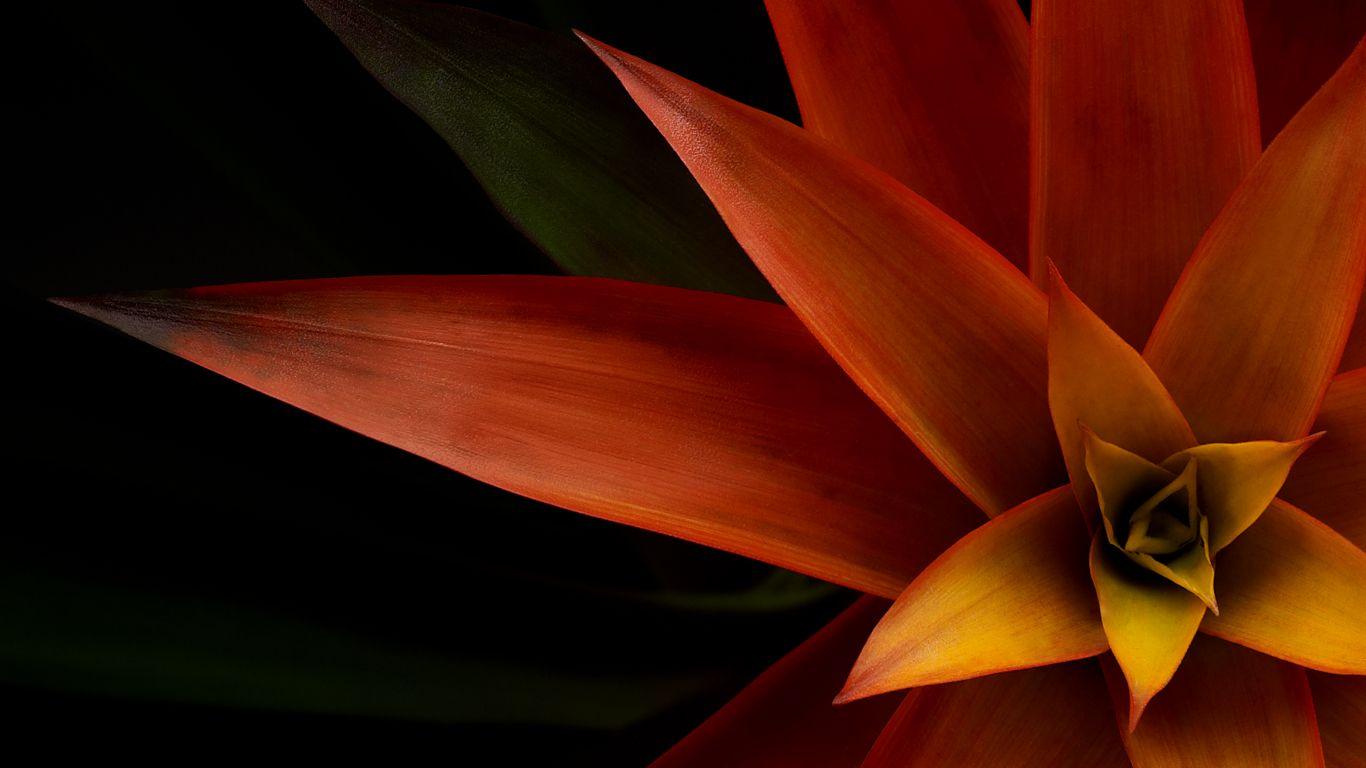 1366x768 XPS 13 Wallpaper