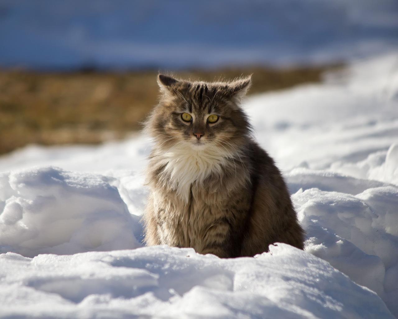 1280x1024 Maine Coon (Sitting, Snow, Winter) HD Cat Wallpaper