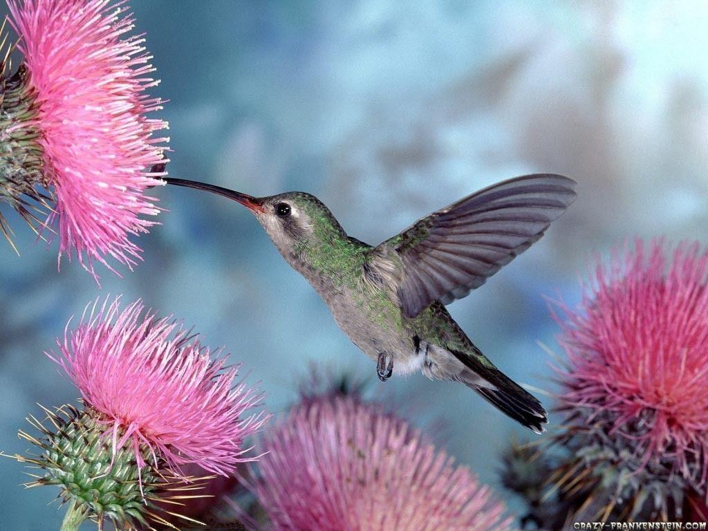1024x768 Hummingbird Wallpaper. Beautiful Hummingbird Wallpaper, Steampunk Hummingbird Wallpaper and Hummingbird Wallpaper