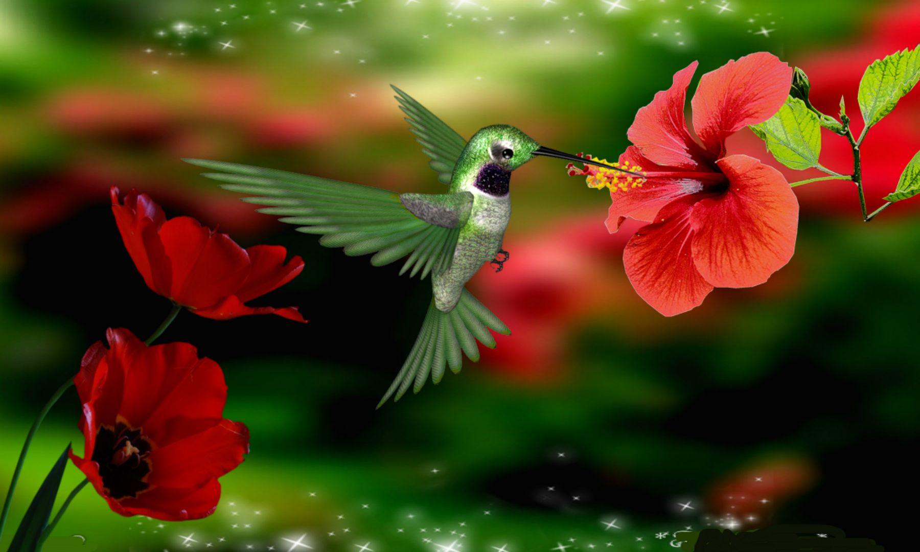 1800x1080 Hummingbird And Roses Wallpaper