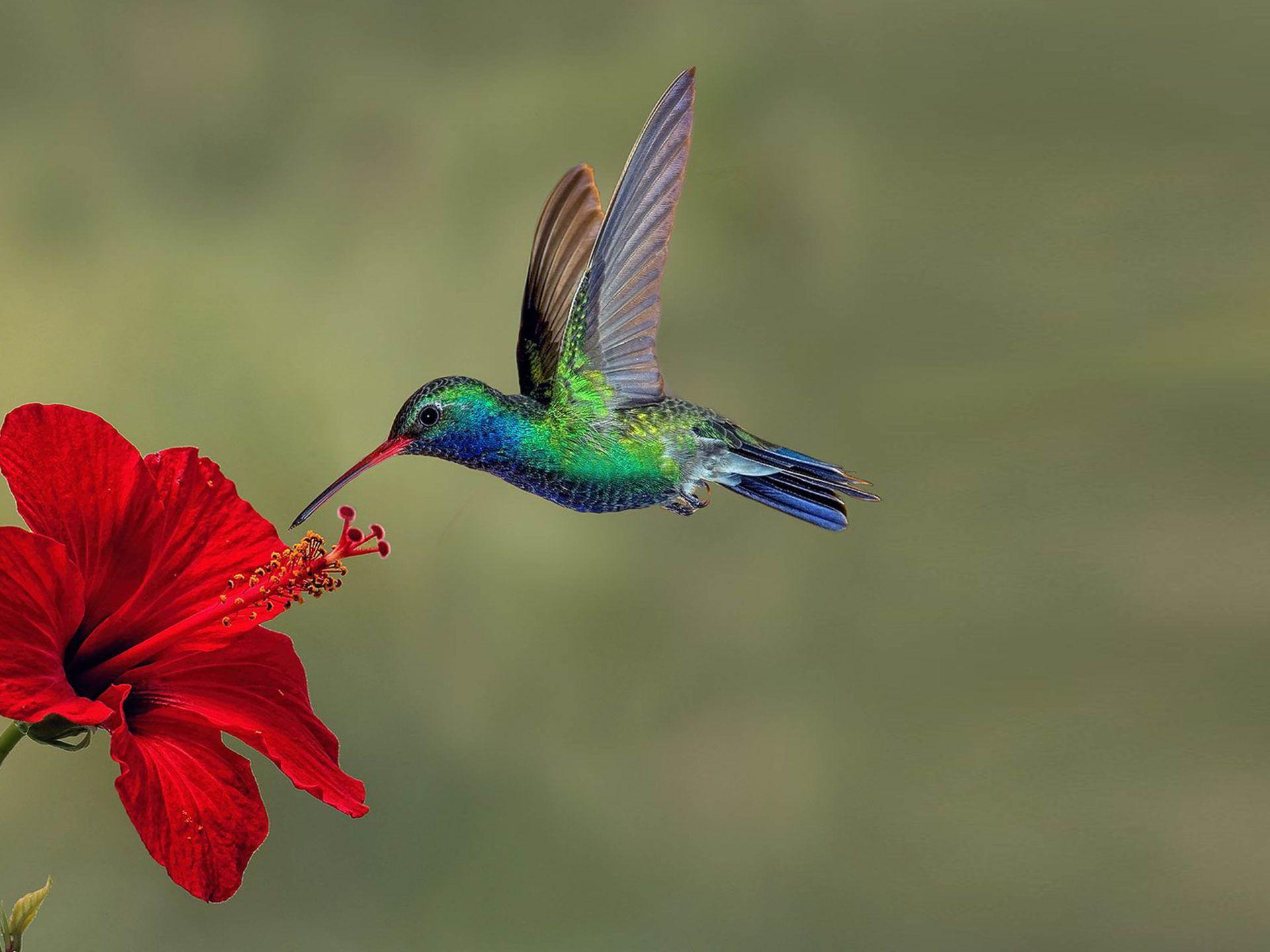 1920x1440 Hummingbirds On Reds Exotic Flower Download HD Wallpaper For Mobile And Tablet :
