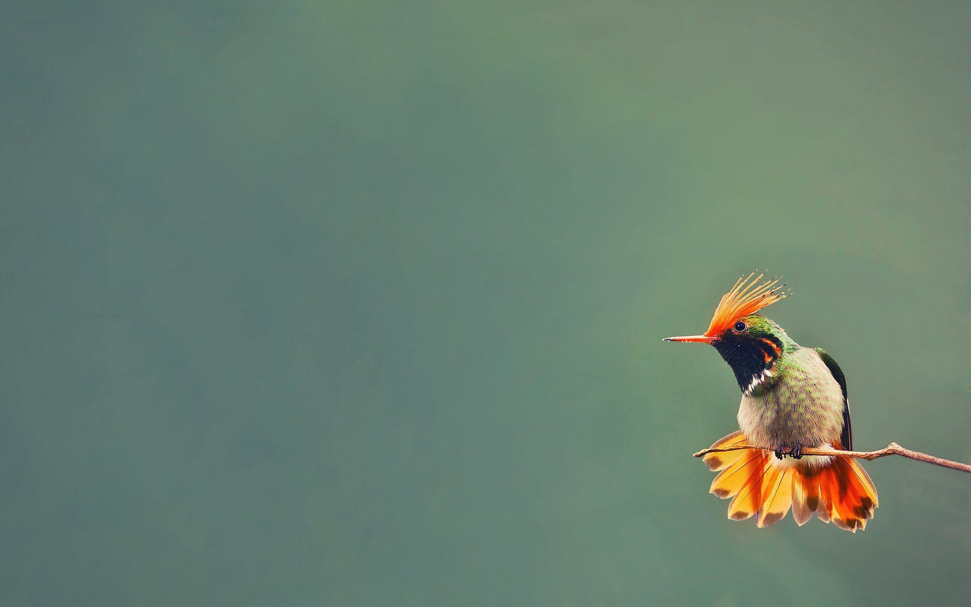1920x1200 bird, Hummingbird, Branch Wallpaper HD / Desktop and Mobile Background