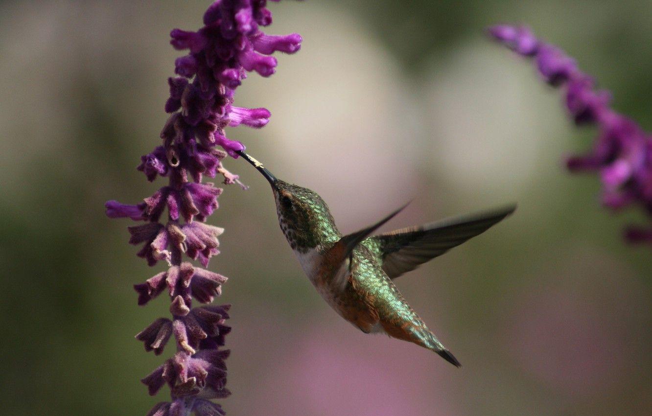 1332x850 Wallpaper flowers, nectar, Hummingbird, flight, beautiful, bird, wings, Humming bird, beautiful bird wallpaper image for desktop, section животные