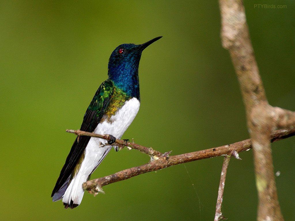 1024x768 Hummingbirds Picture Hummingbirds Wallpaper. Hummingbird picture, Hummingbird wallpaper, Funny bird picture