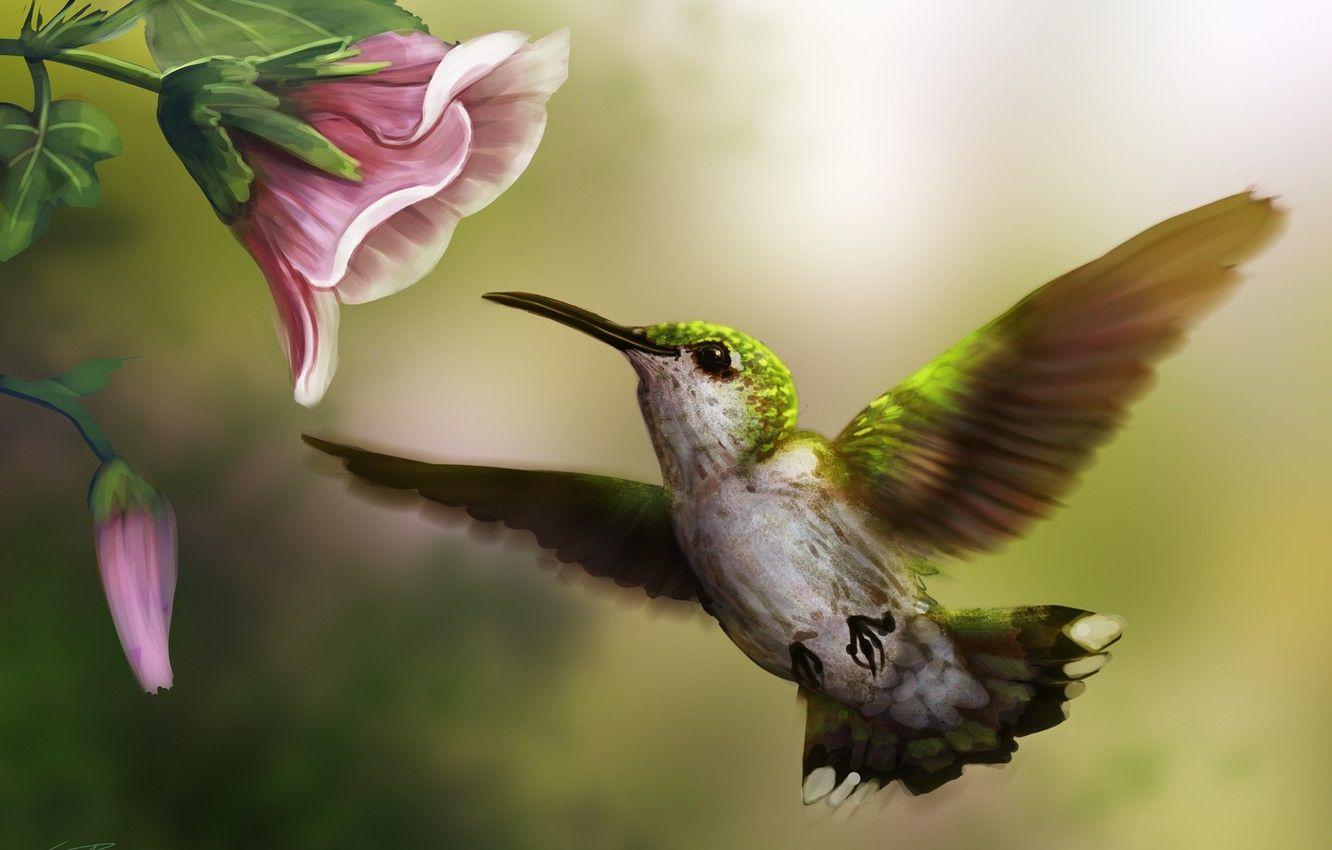 1332x850 Wallpaper flower, pink, bird, Hummingbird, art image for desktop, section живопись