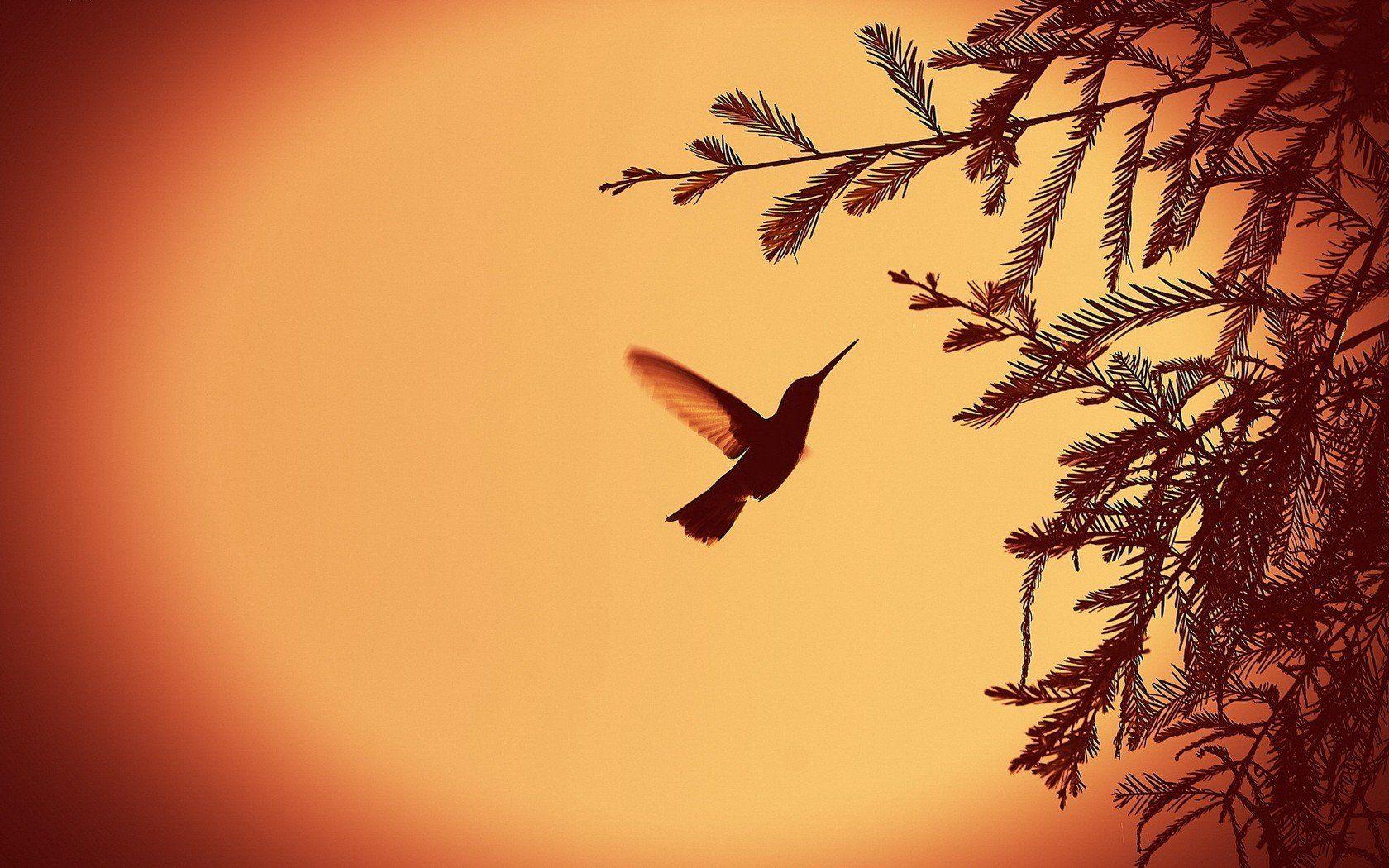 1680x1050 nature, Leaves, Silhouettes, Monochrome, Hummingbirds Wallpaper HD / Desktop and Mobile Background