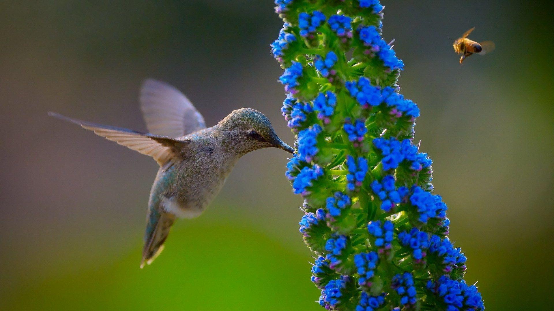 1920x1080 Bird, Hummingbird HD Wallpaper & Background • 18195 • Wallur