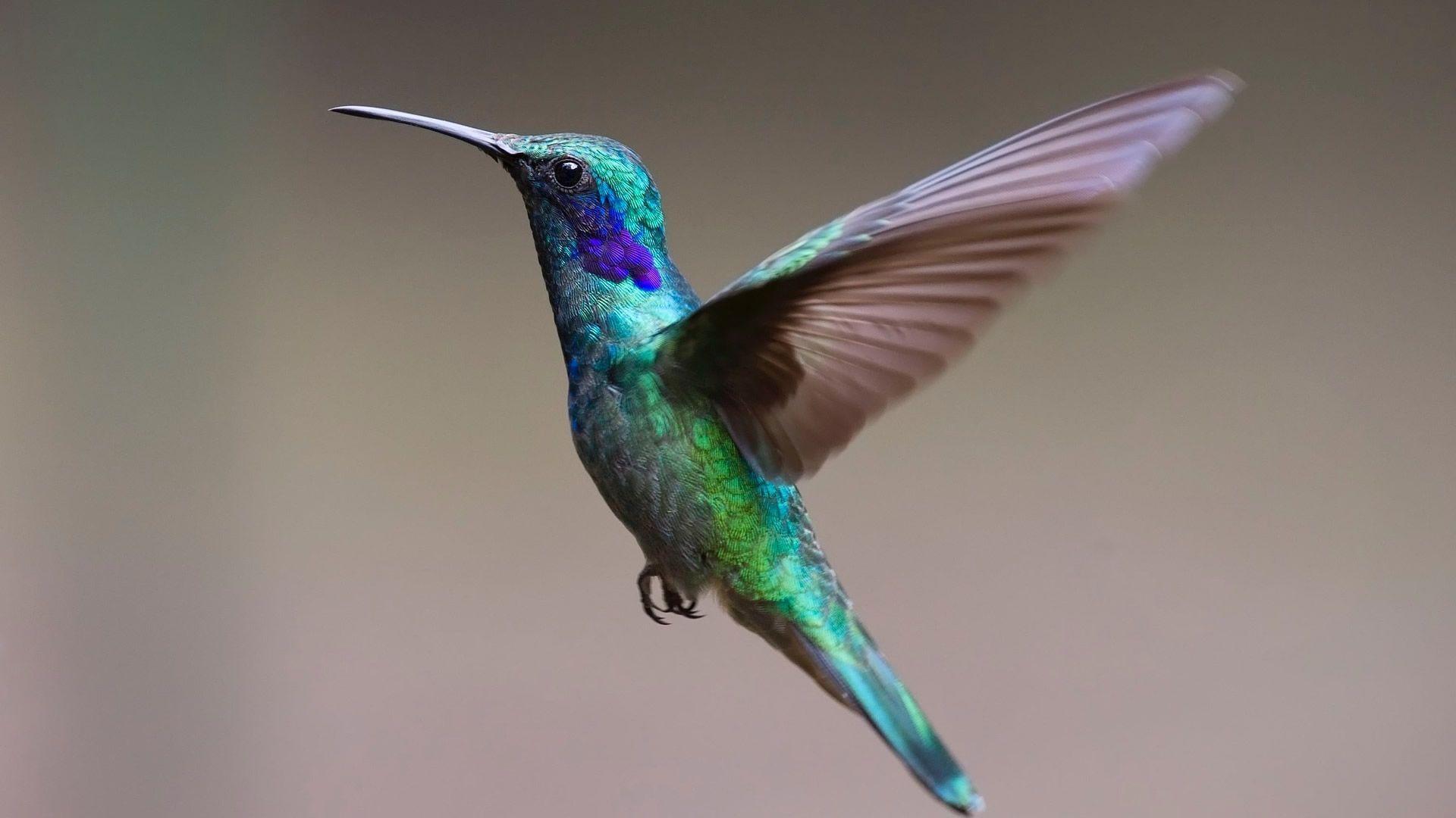1920x1080 Hummingbird HD Wallpaperx1080
