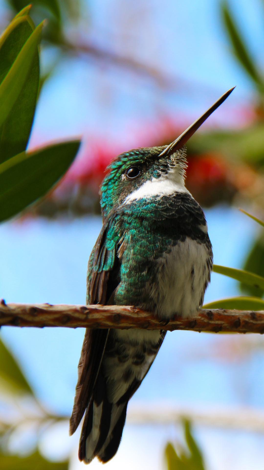 1080x1920 Hummingbird Wallpaper for Android